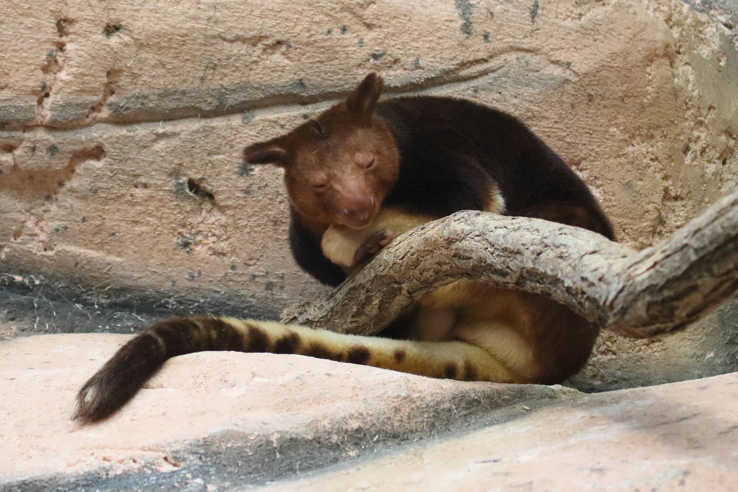 dendrolagus_goodfellowi5bd