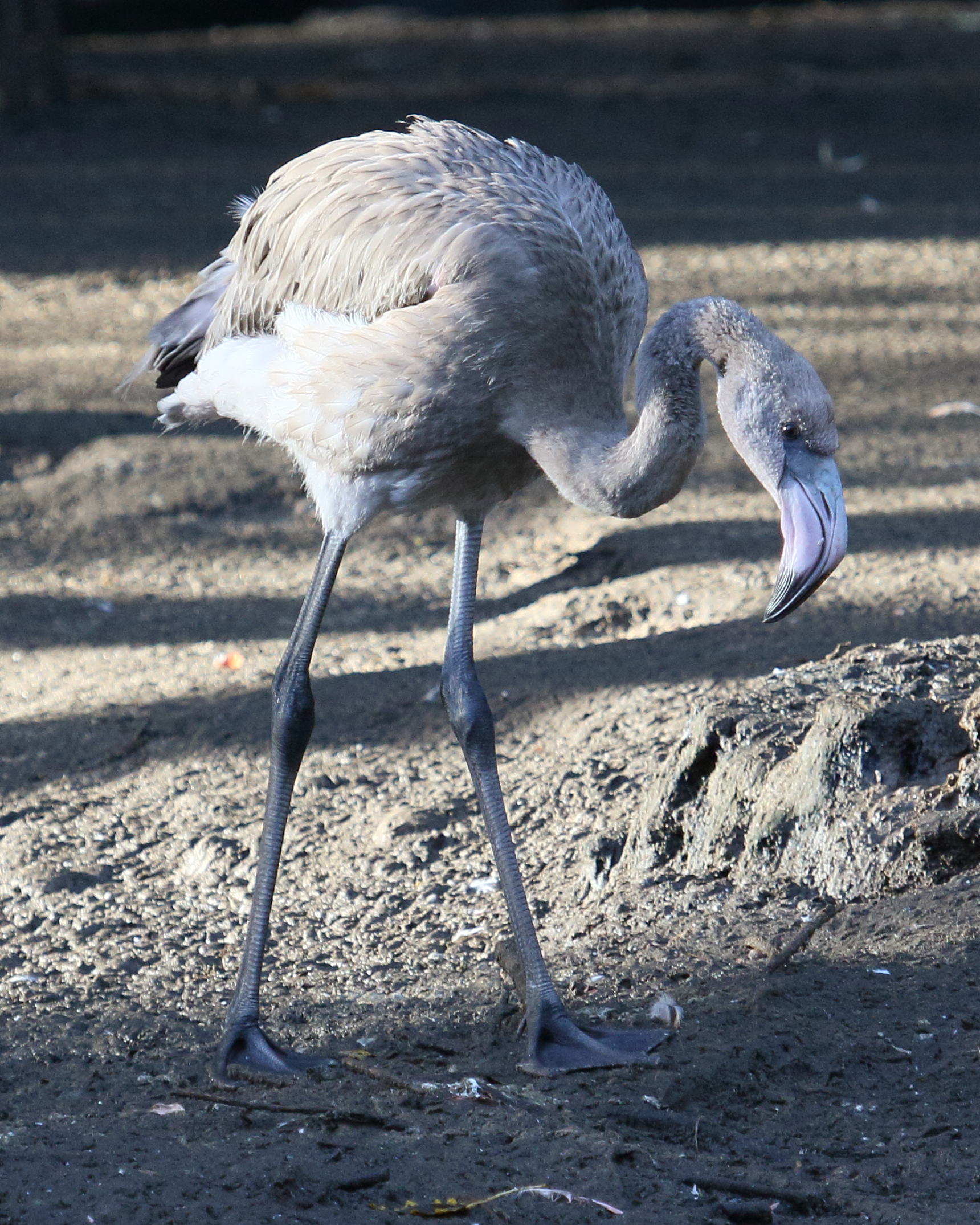 Afficher le média flamant_de_cuba_-_phoenicopterus_ruber7bd flamant_de_cuba_-_phoenicopterus_ruber7bd