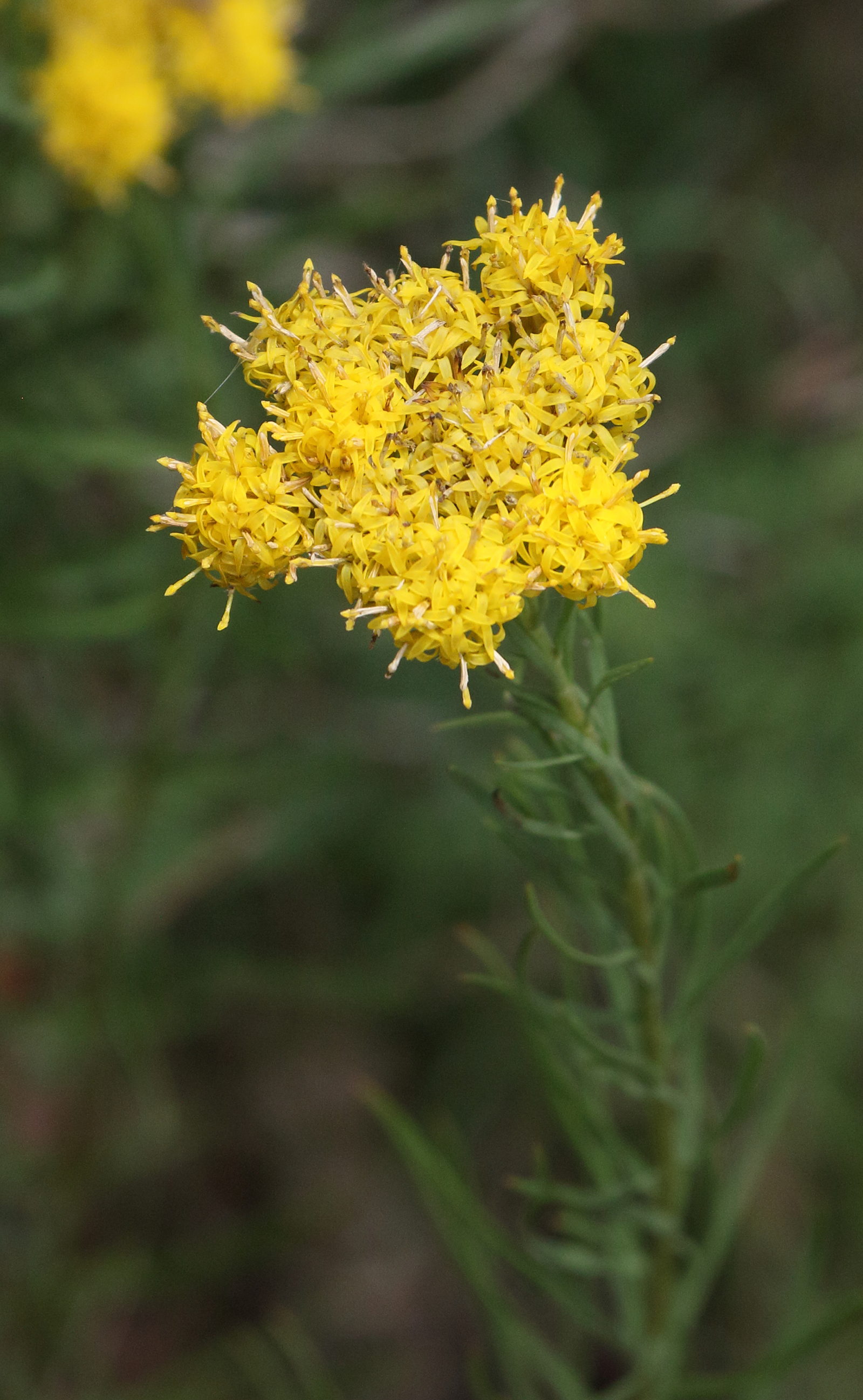 galatella_linosyris4bd