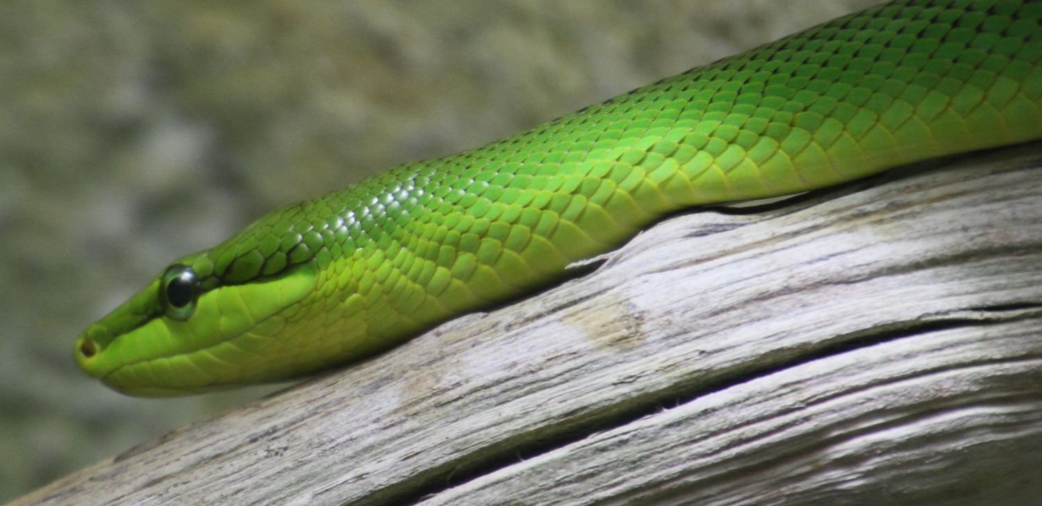 Afficher le média gonyosoma_oxycephalum6md gonyosoma_oxycephalum6md