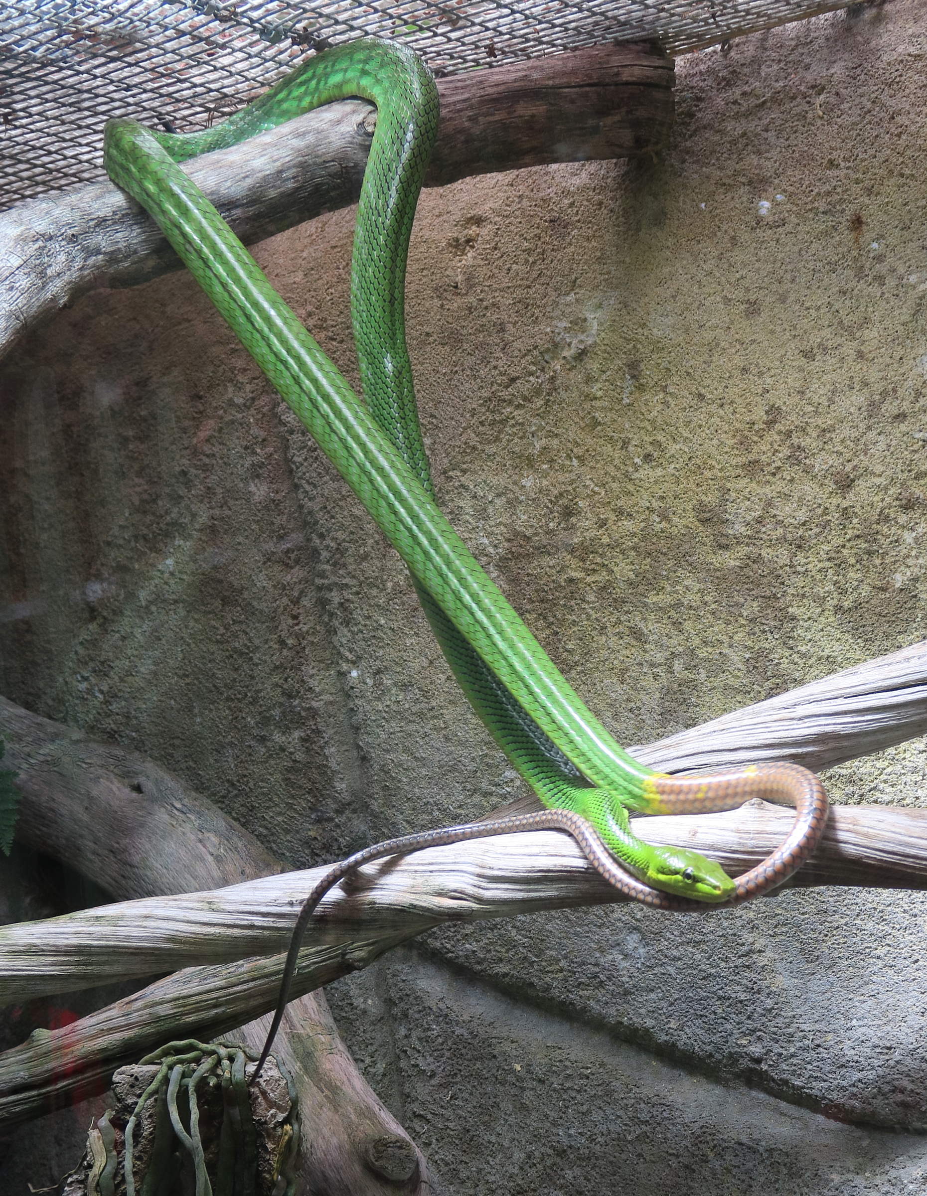 Afficher le média gonyosoma_oxycephalum7md gonyosoma_oxycephalum7md