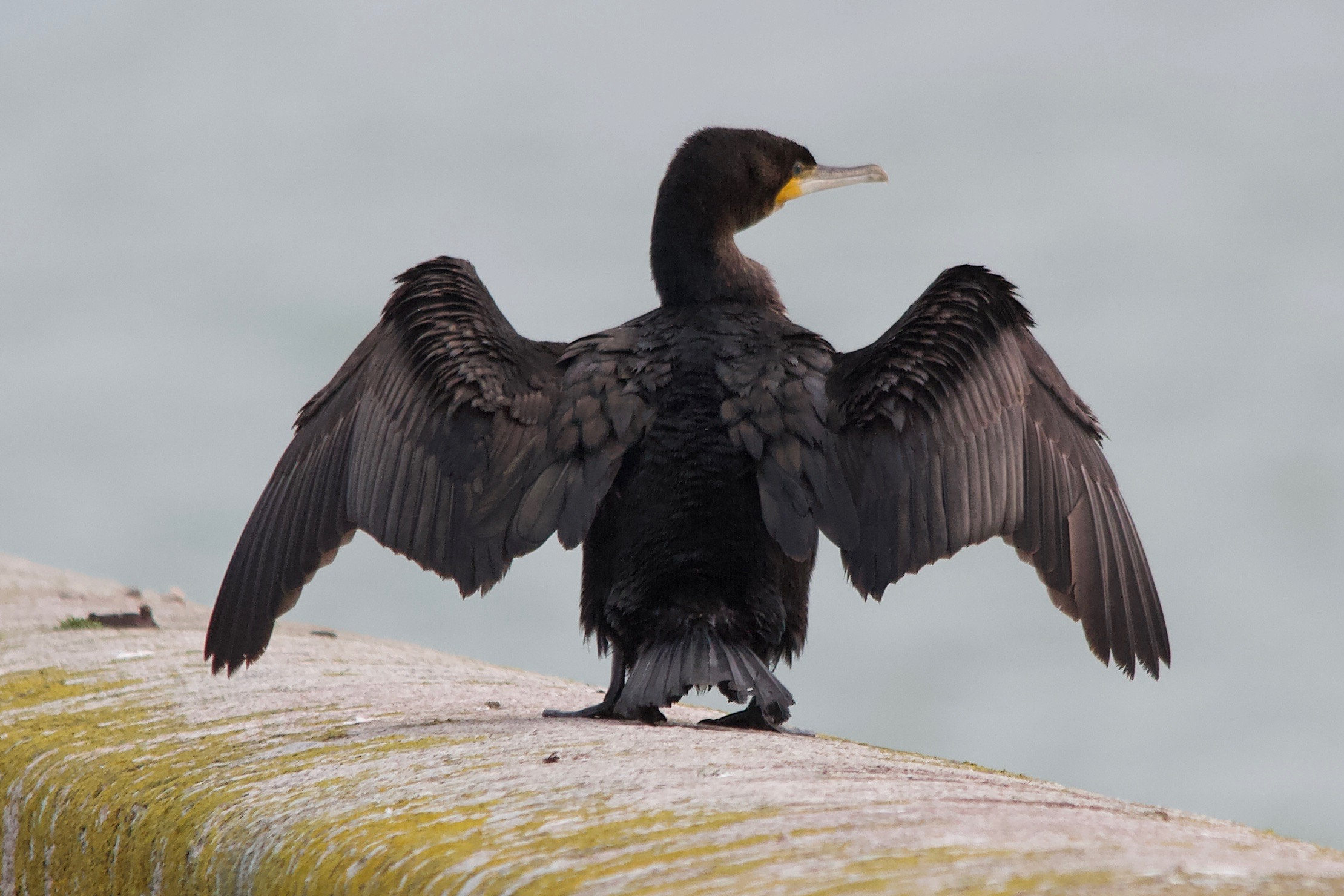 grand_cormoran_-_phalacrocorax_carbo11md