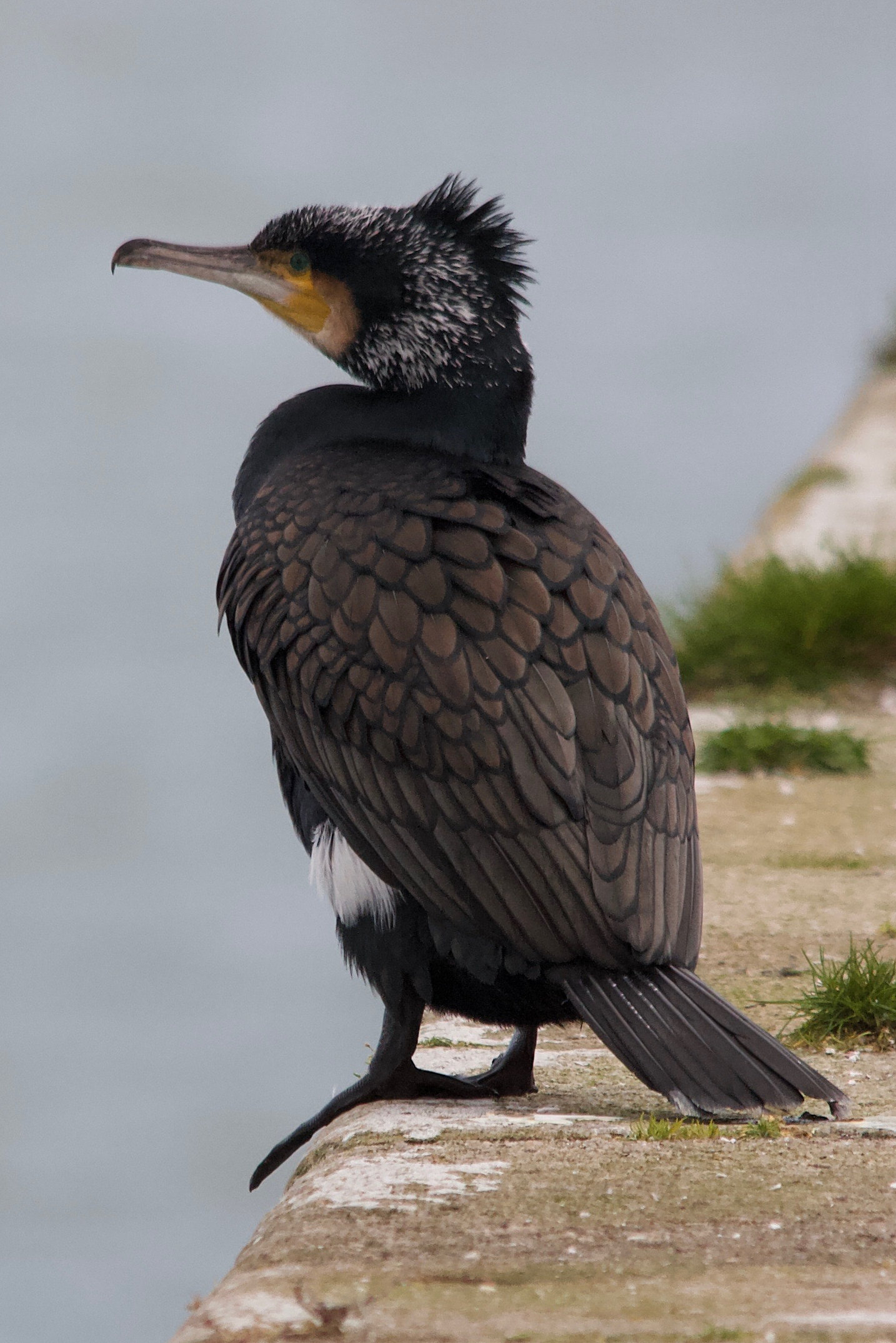 grand_cormoran_-_phalacrocorax_carbo12md