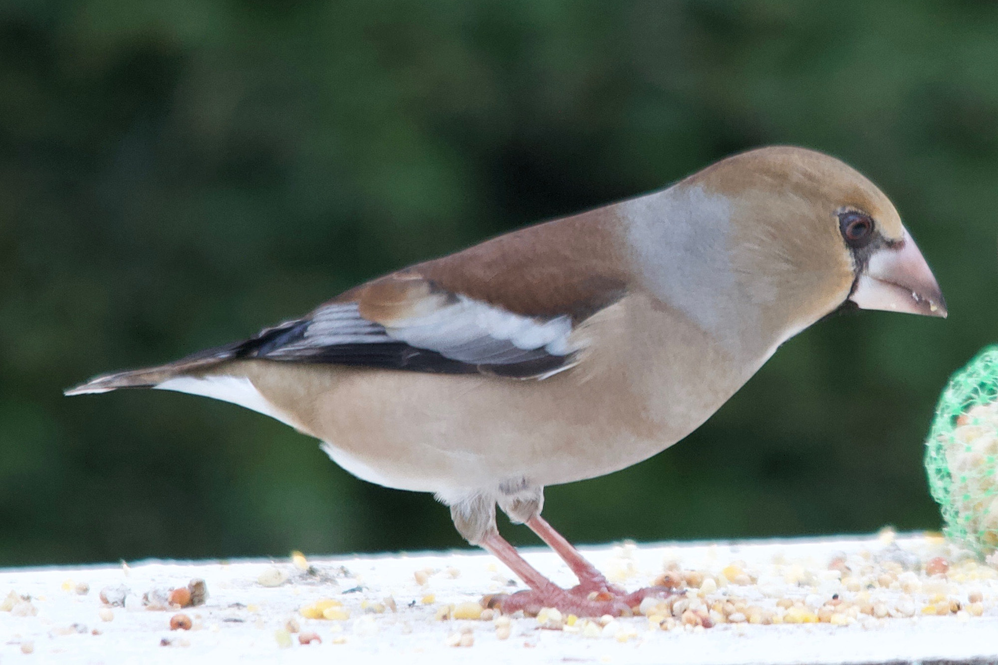 Afficher le média gros-bec_casse_noyaux_-_coccothraustes_coccothraustes2md gros-bec_casse_noyaux_-_coccothraustes_coccothraustes2md