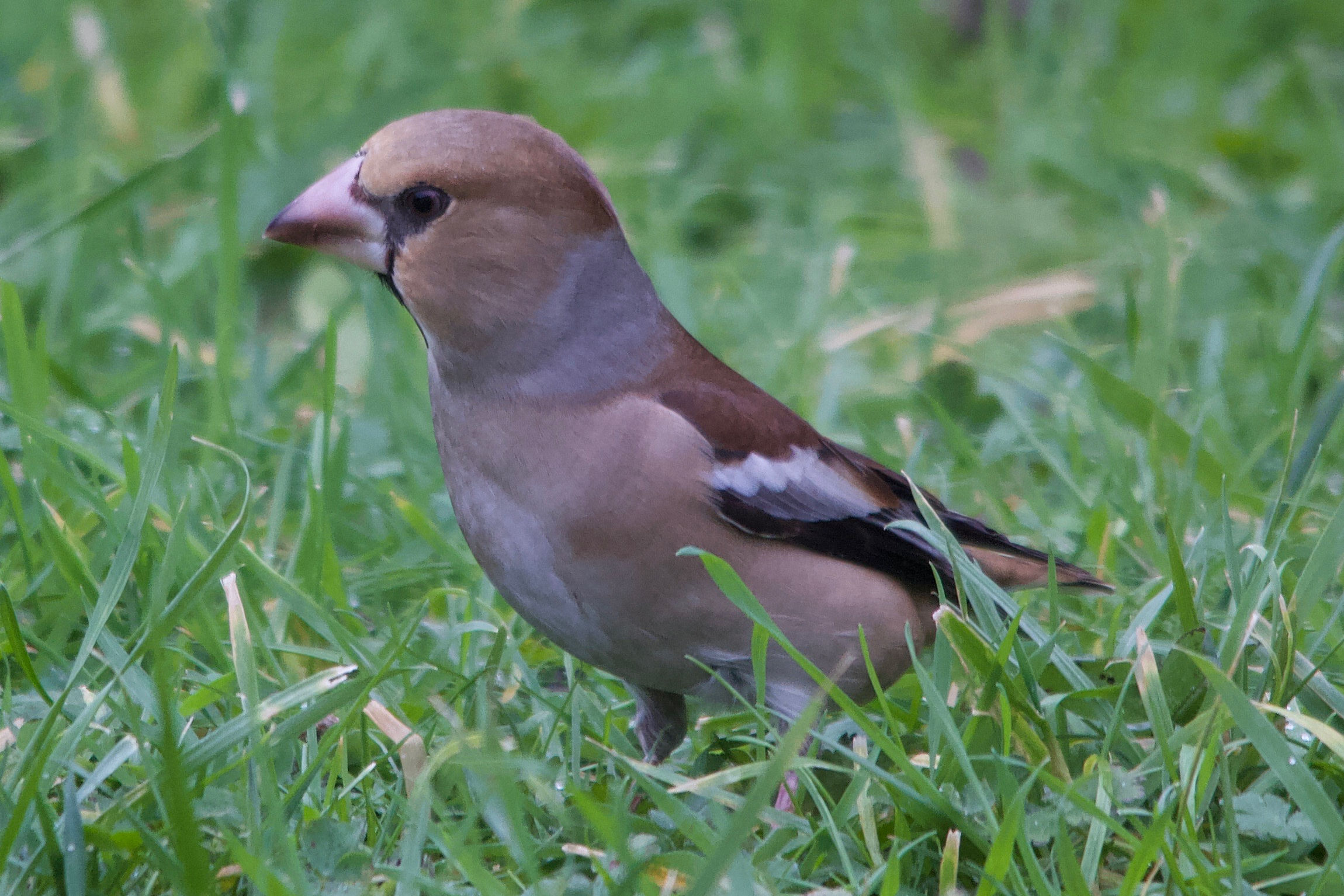 Afficher le média gros-bec_casse_noyaux_-_coccothraustes_coccothraustes3md gros-bec_casse_noyaux_-_coccothraustes_coccothraustes3md