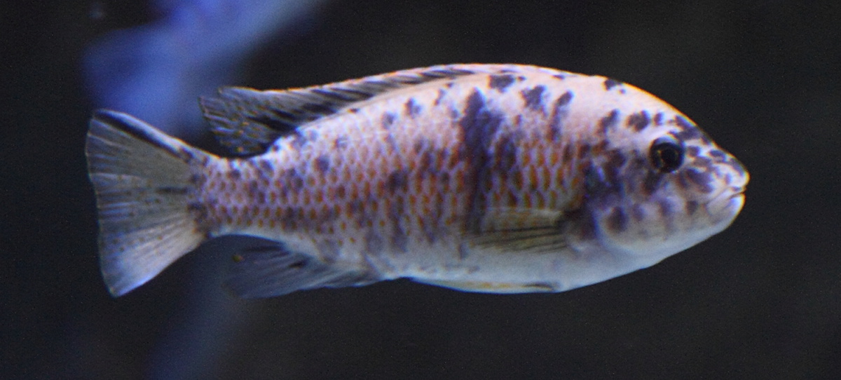 labeotropheus_fuelleborni1md
