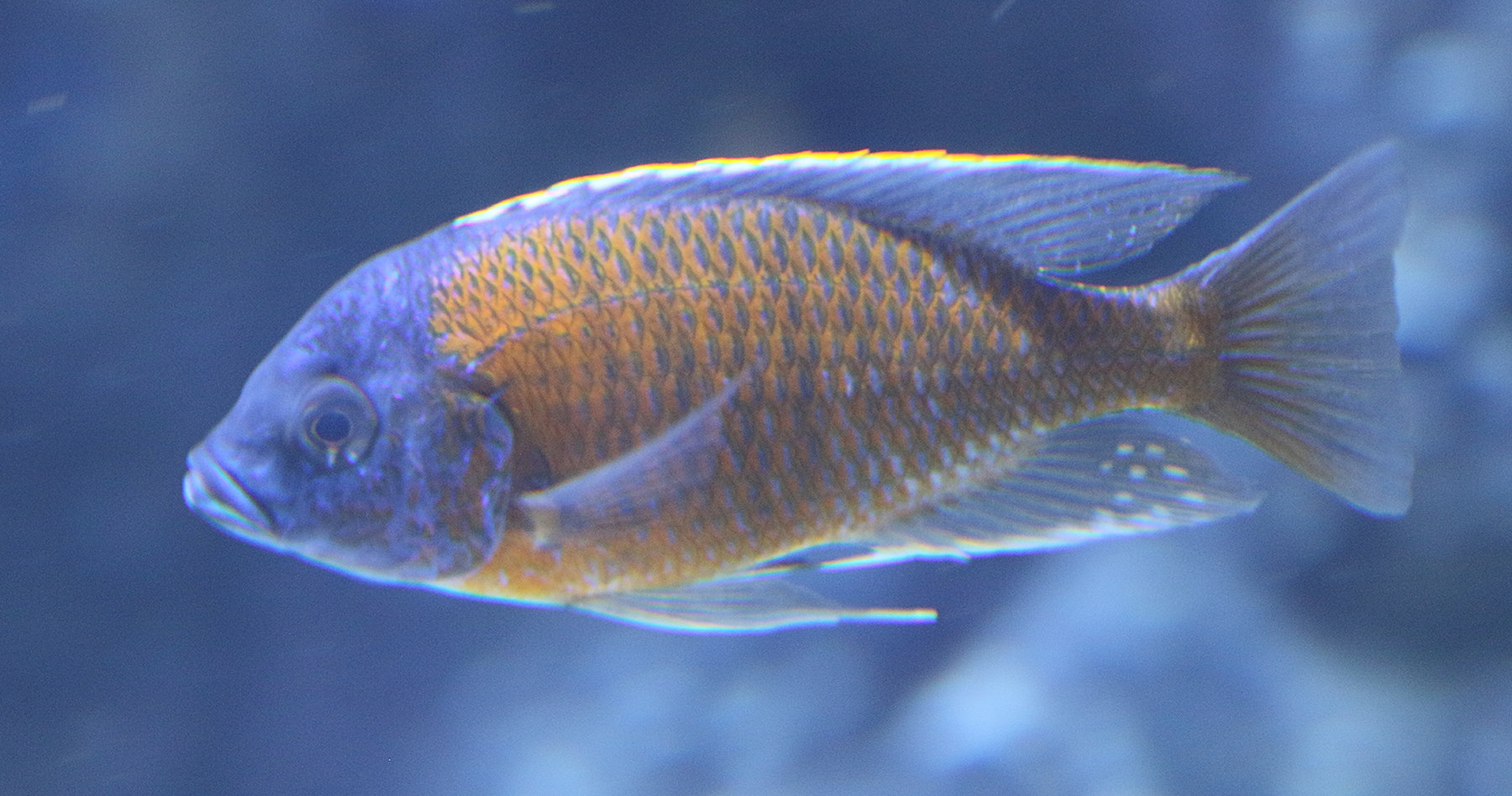 labeotropheus_fuelleborni2bd