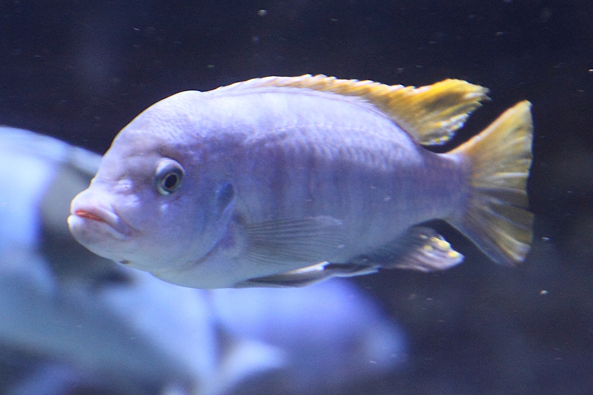 labeotropheus_fuelleborni3md