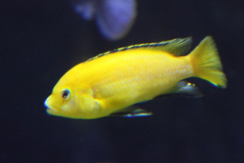 labidochromis_caeruleus1md