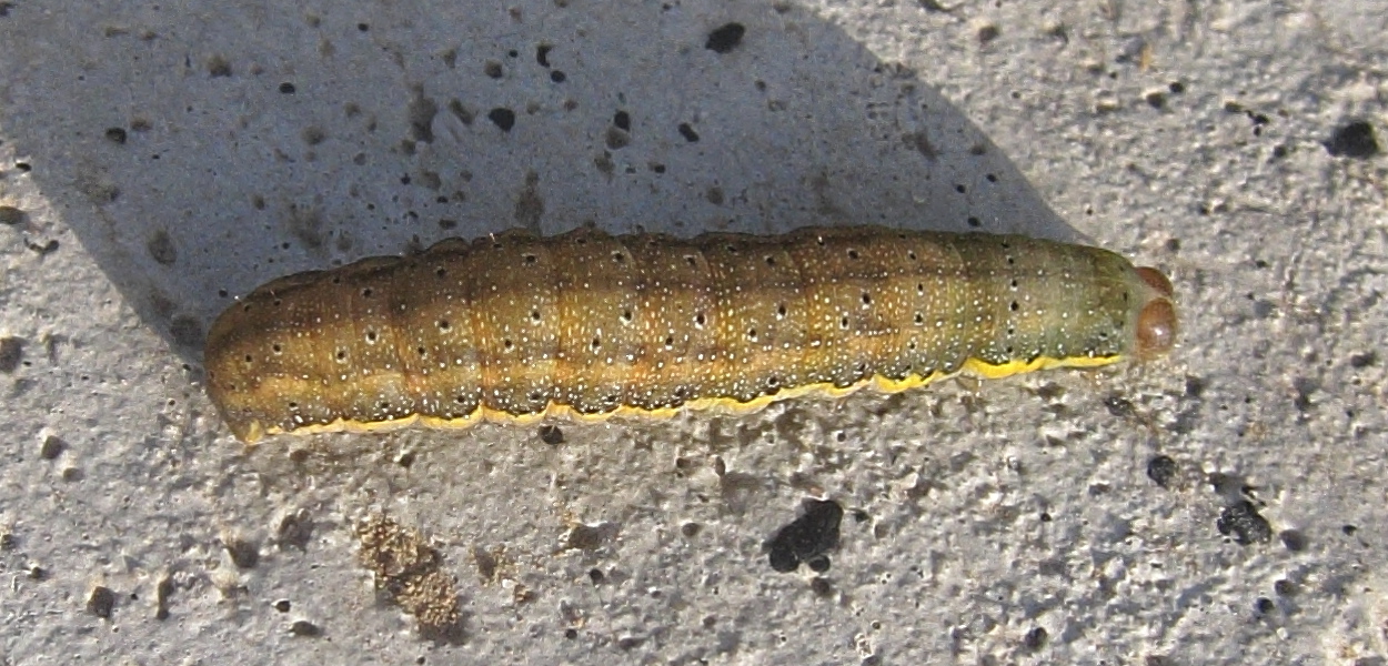 lacanobia_oleracea_ch4bd