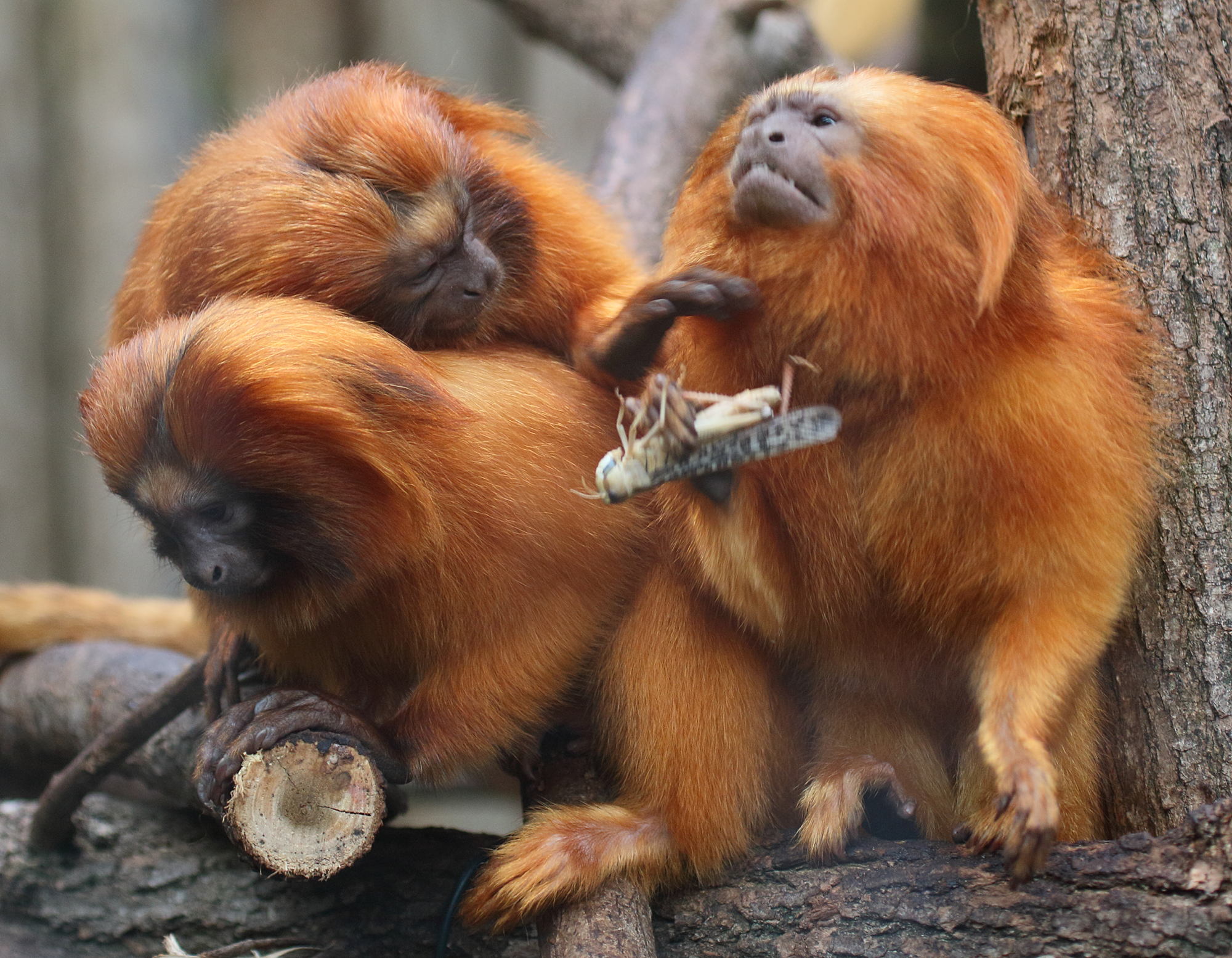 leontopithecus_rosalia3bd