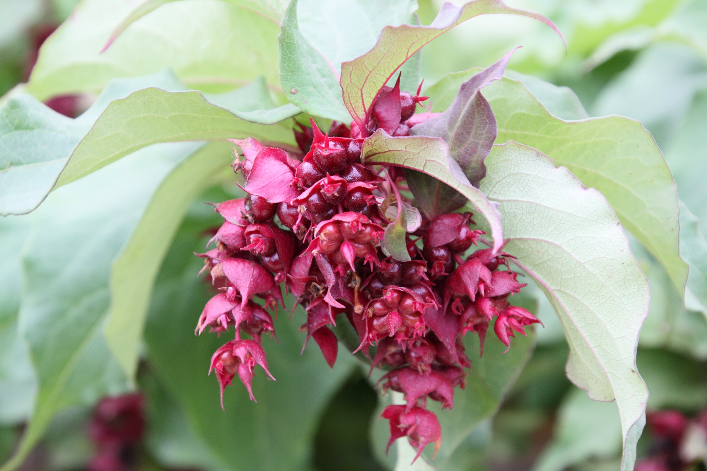 Afficher le média leycesteria_formosa6md leycesteria_formosa6md