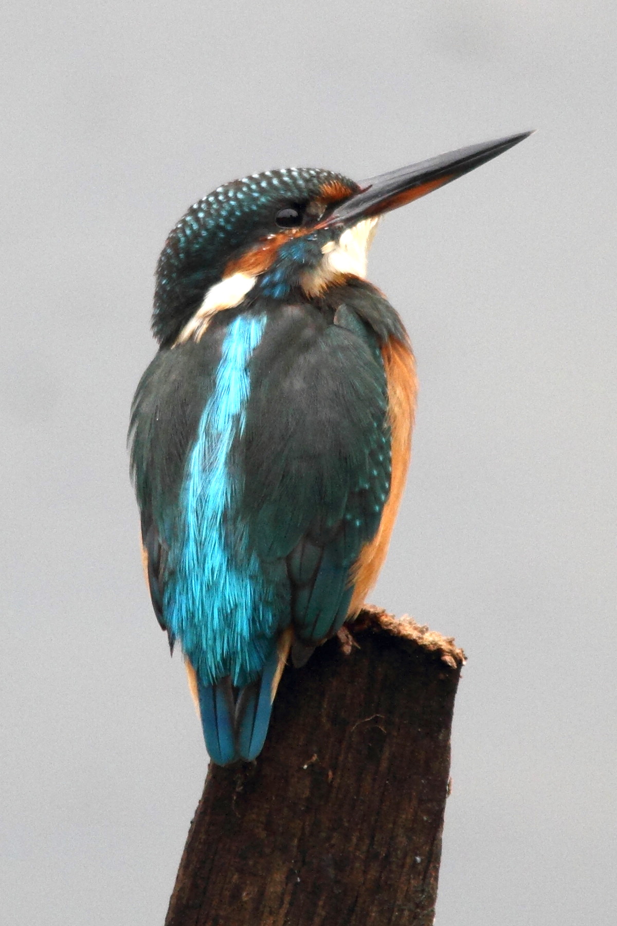 martin-pecheur_-_alcedo_atthis4md