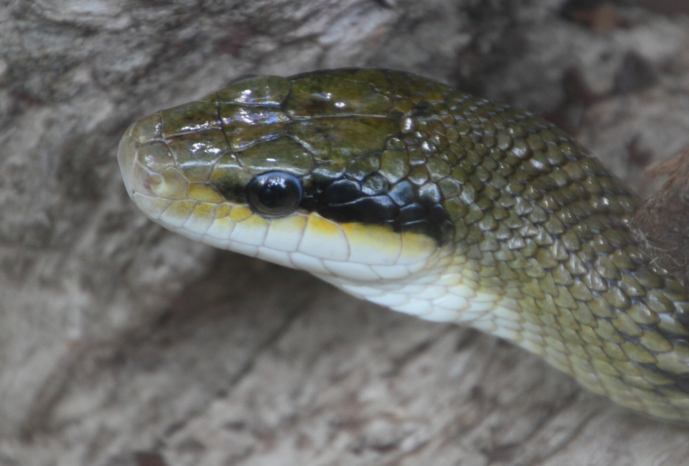 Afficher le média orthriophis_taeniurus_friesi3md orthriophis_taeniurus_friesi3md