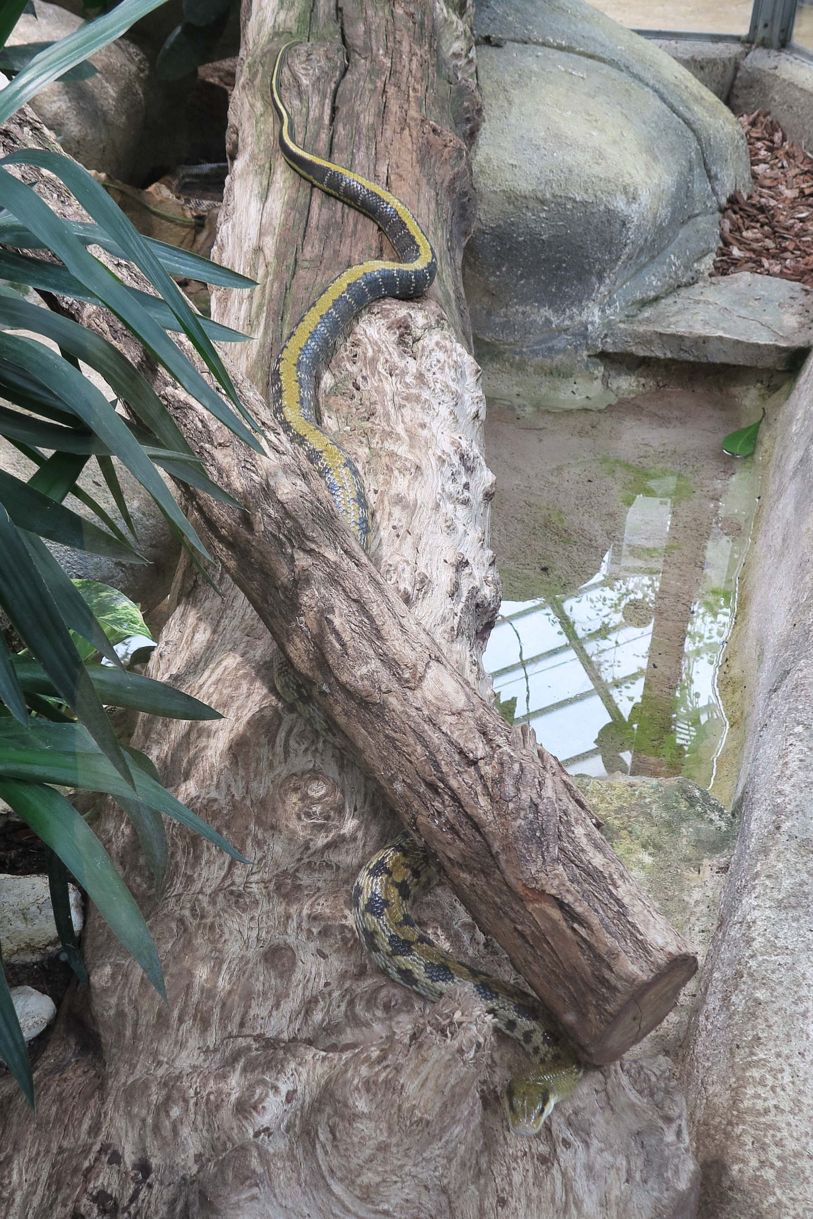 Afficher le média orthriophis_taeniurus_friesi4md orthriophis_taeniurus_friesi4md