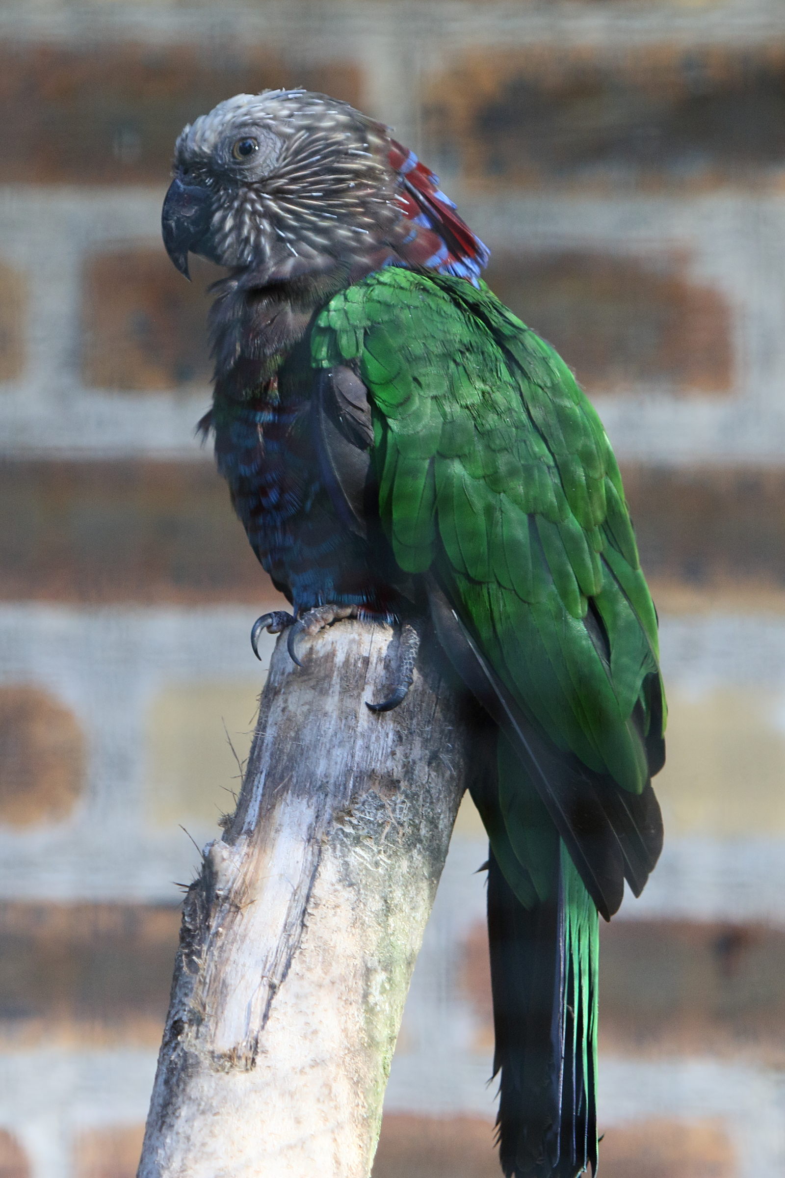 perroquet_maille_-_deroptyus_accipitrinus3bd