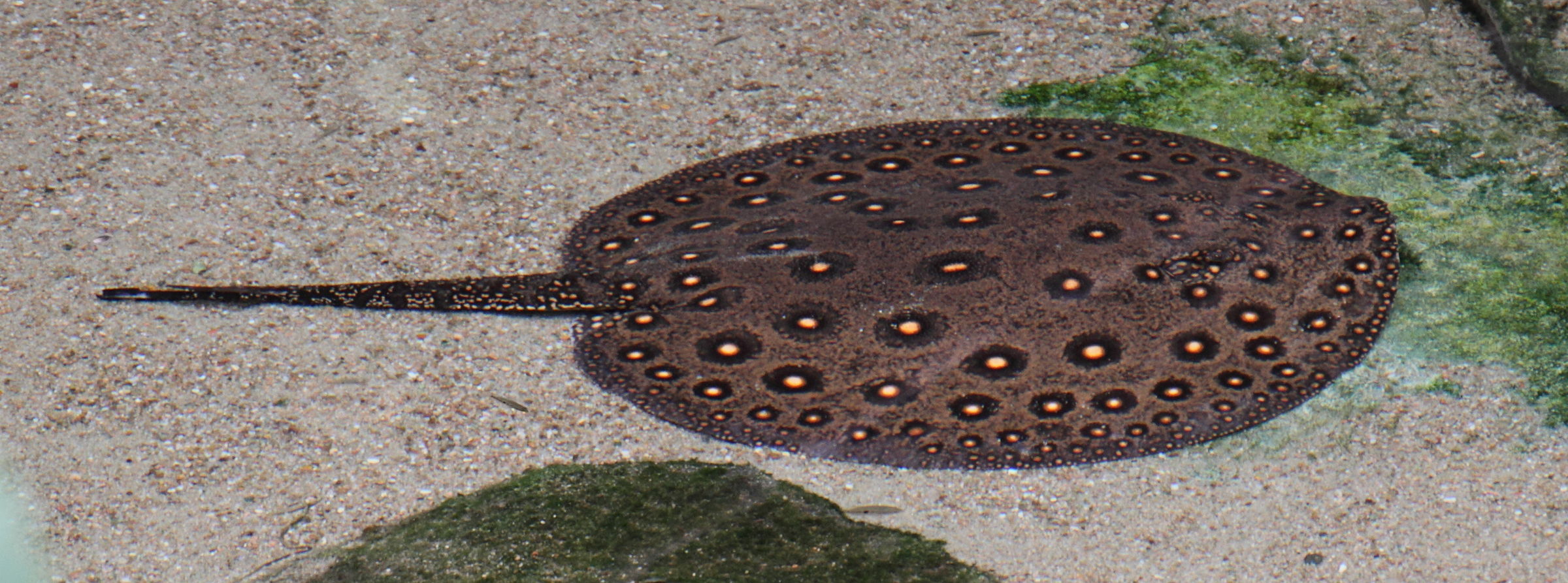 potamotrygon_motoro3md