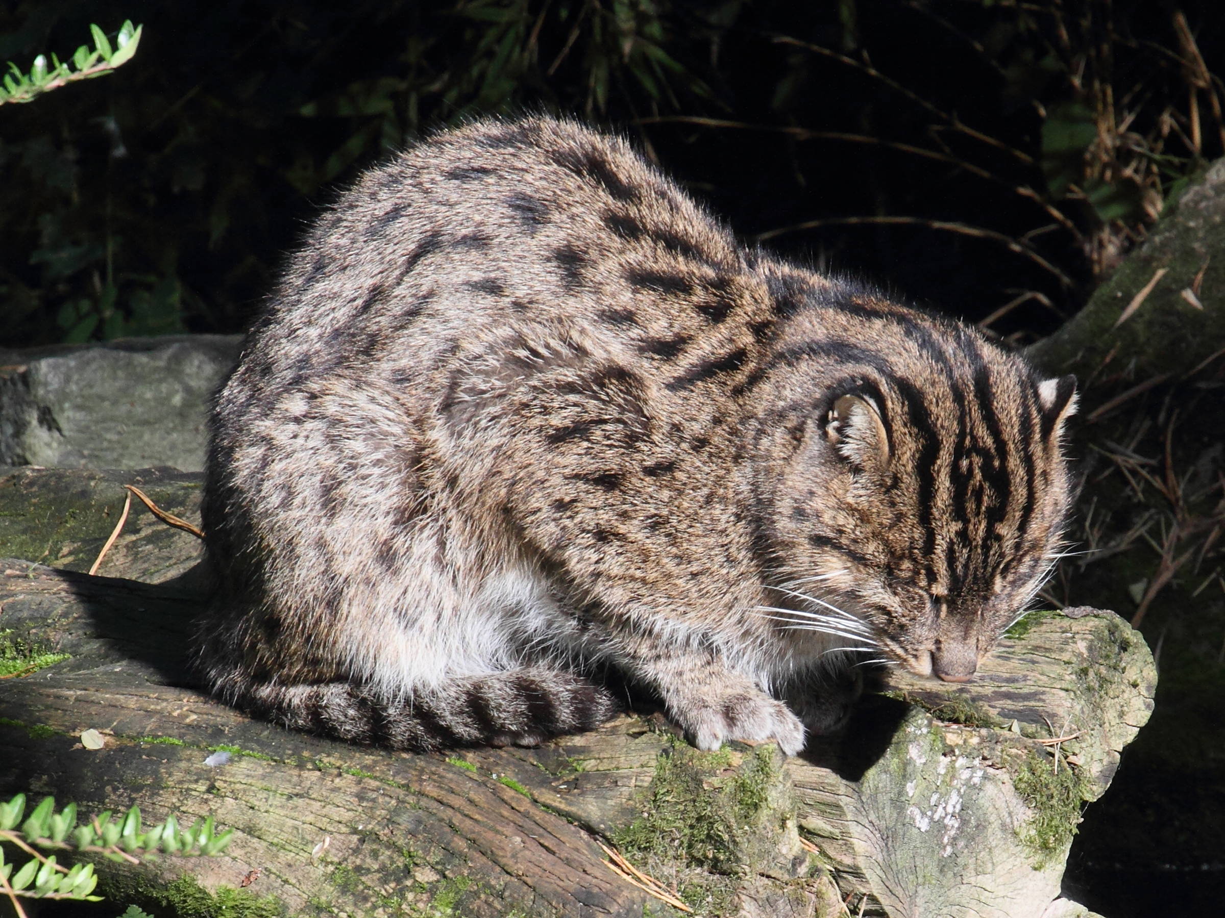 prionailurus_viverrinus4md