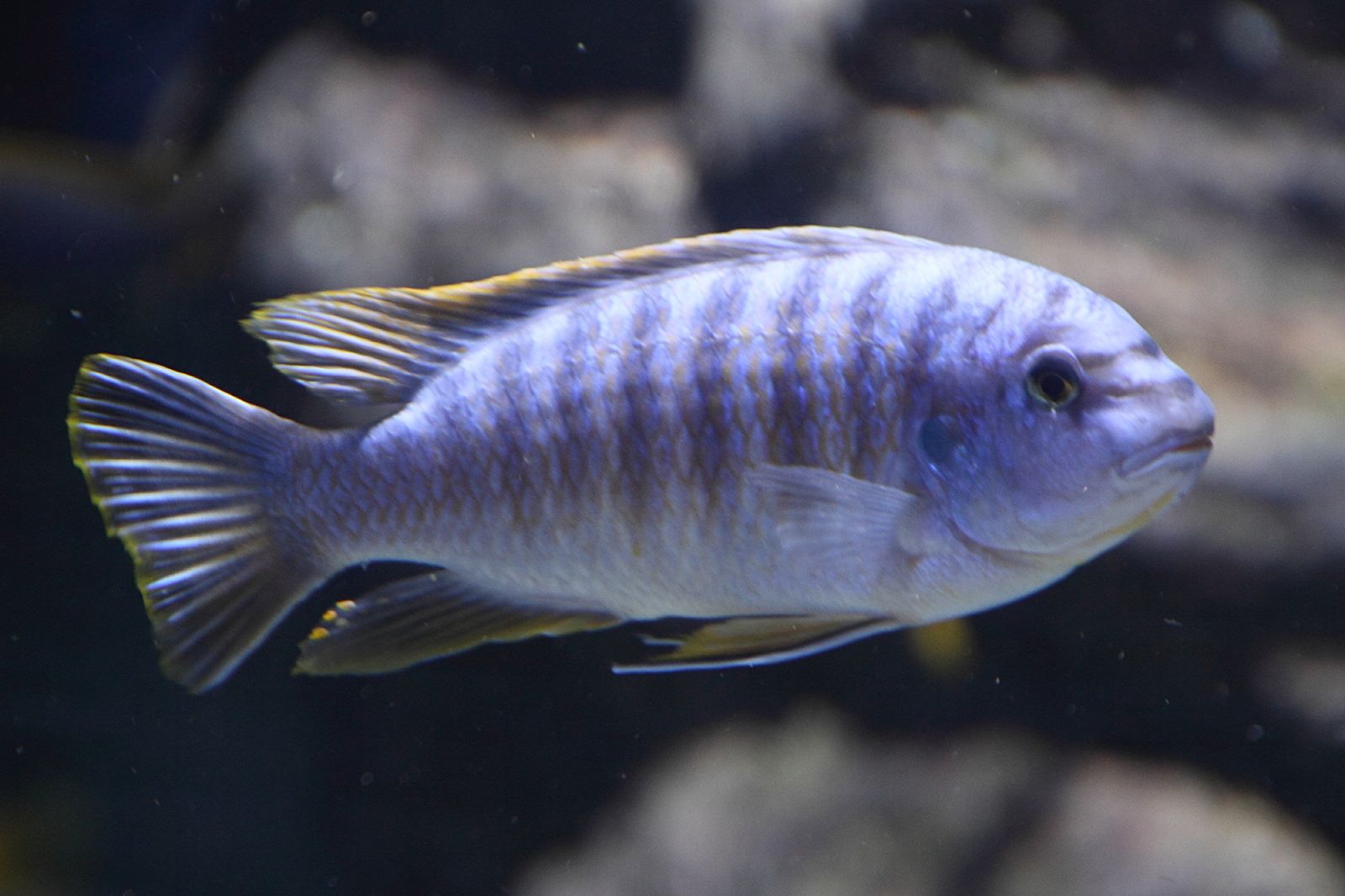 pseudotropheus_zebra1md