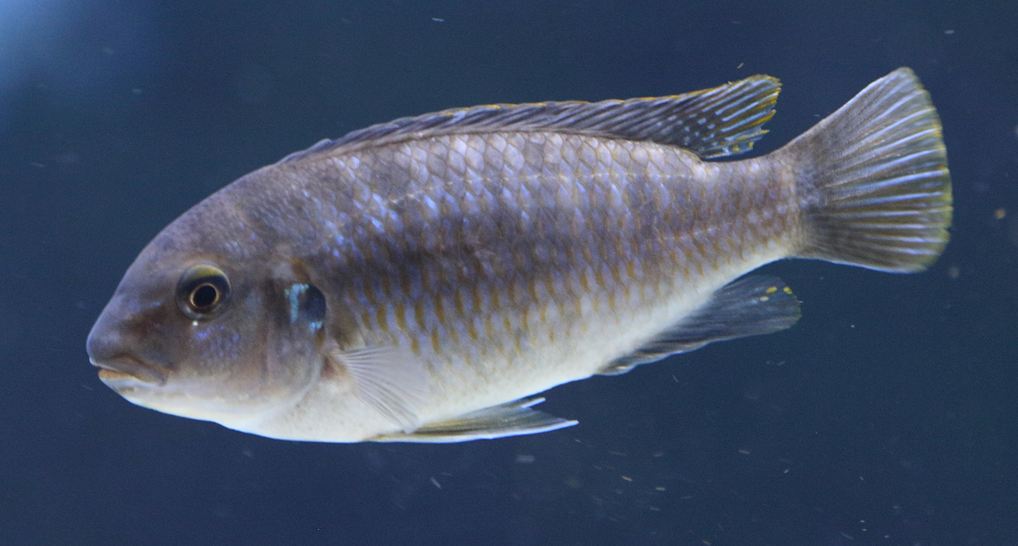 pseudotropheus_zebra2bd