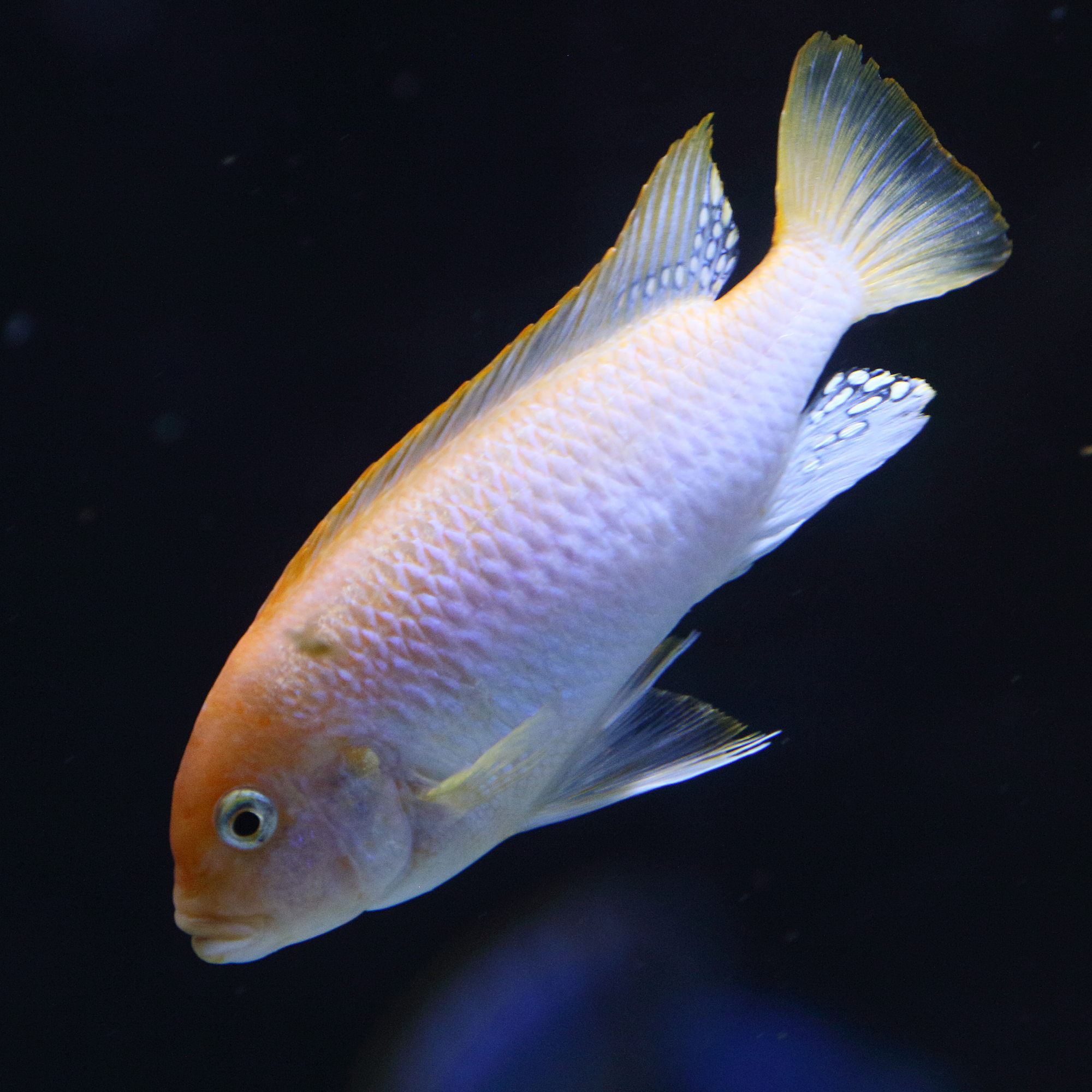 pseudotropheus_zebra3bd