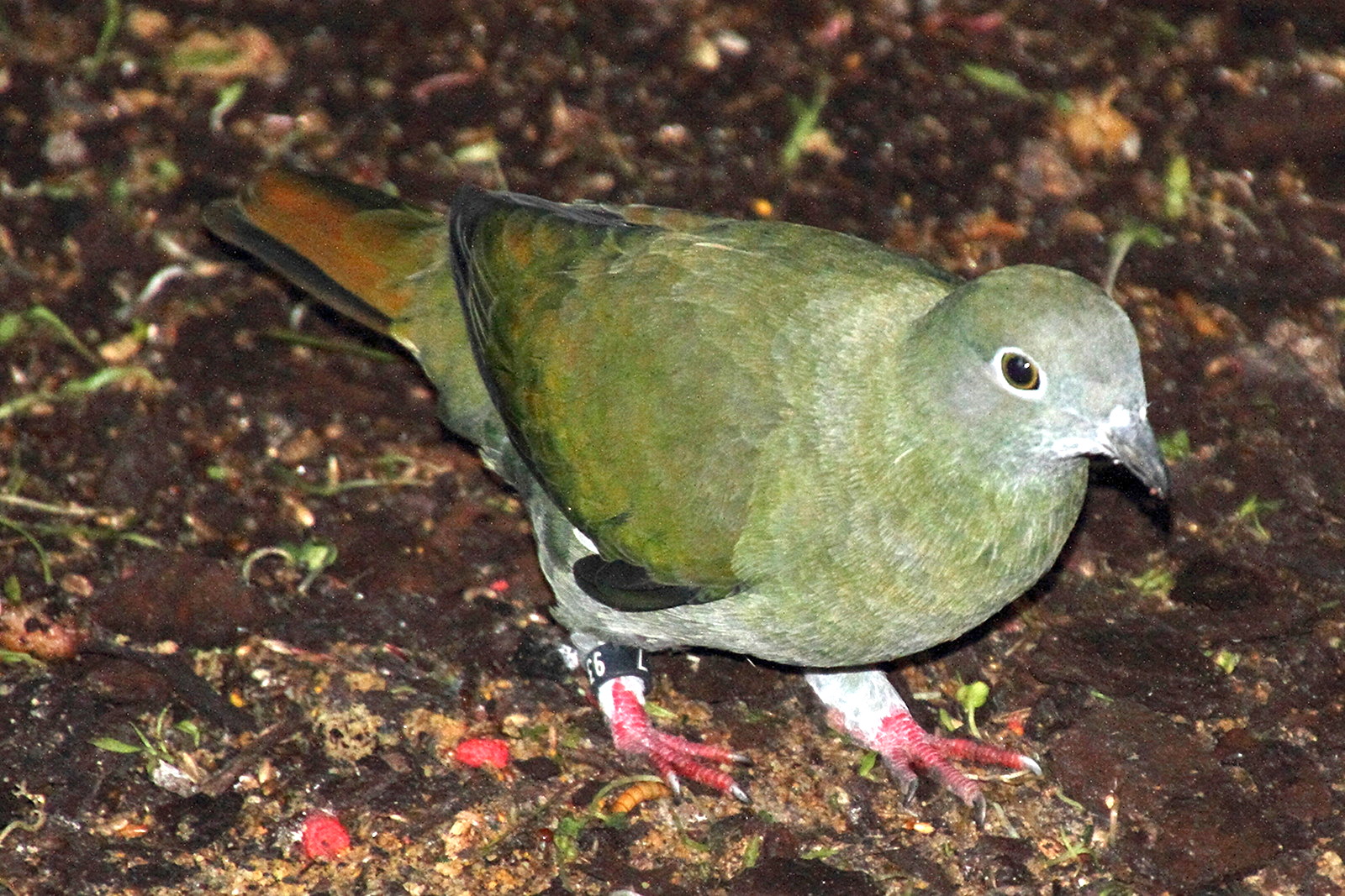 ptilope_turgris_-_ptilinopus_melanospilus3md