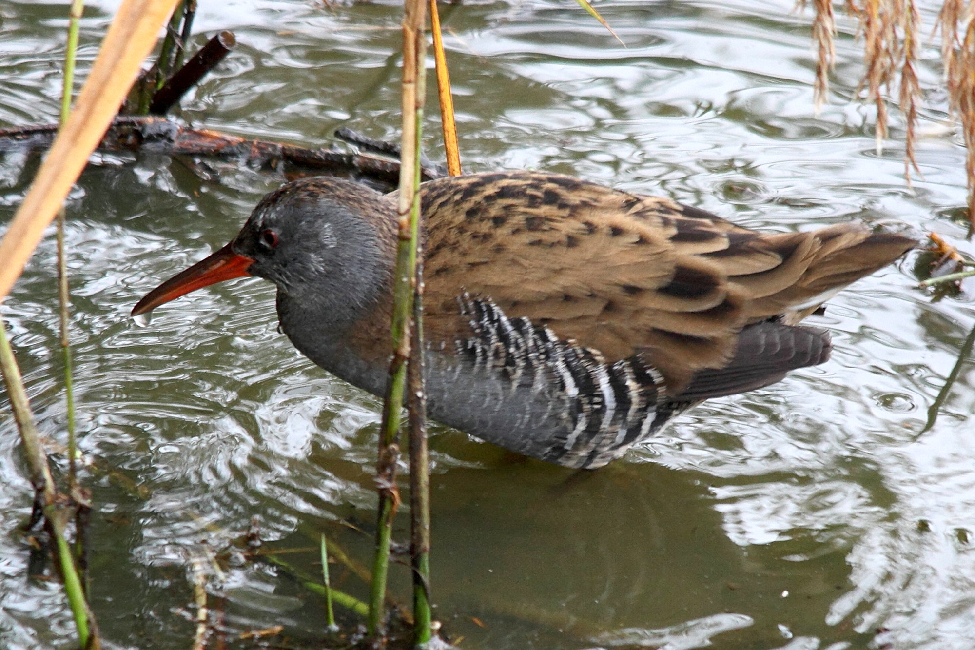 rallus_aquaticus2md