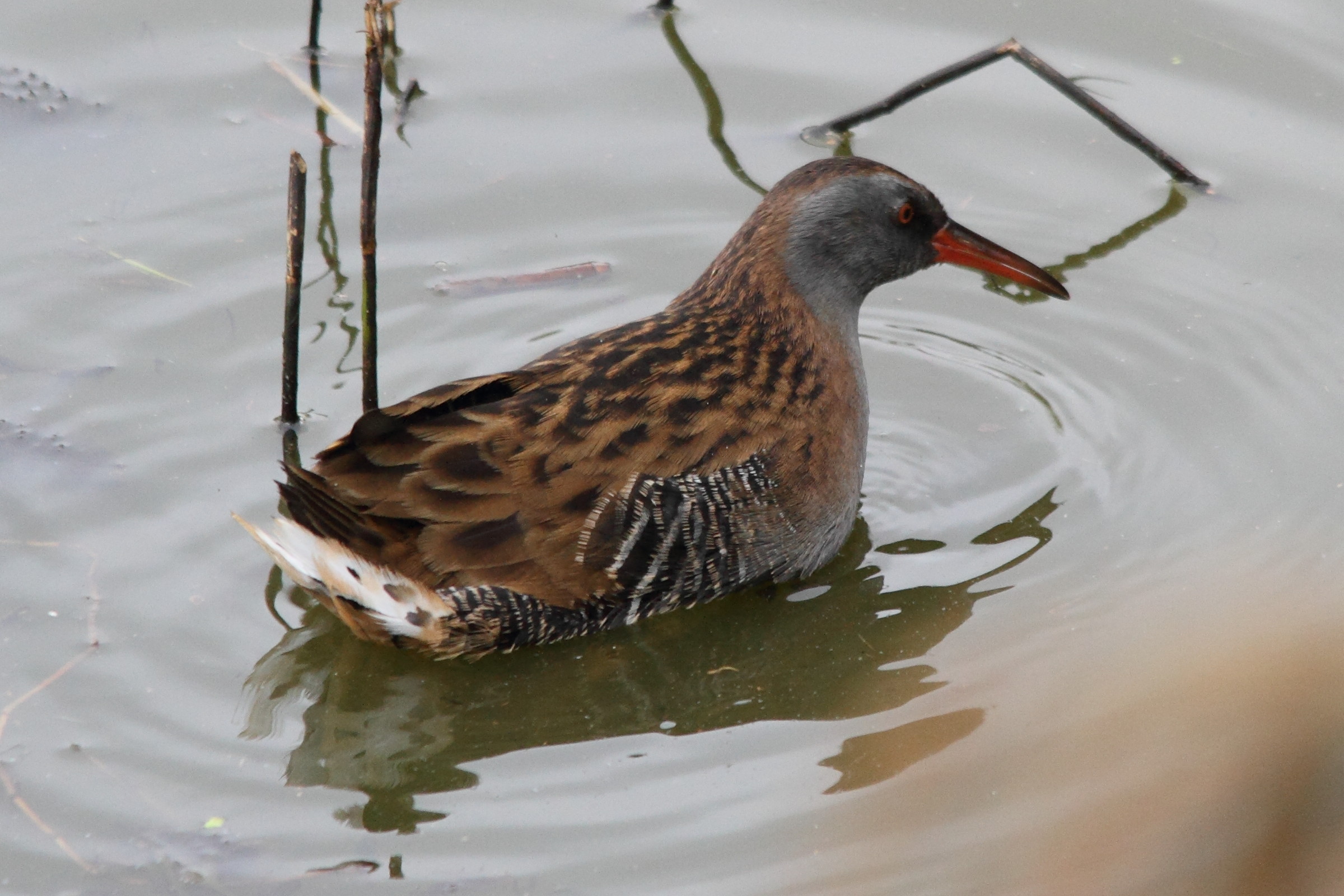 rallus_aquaticus5md