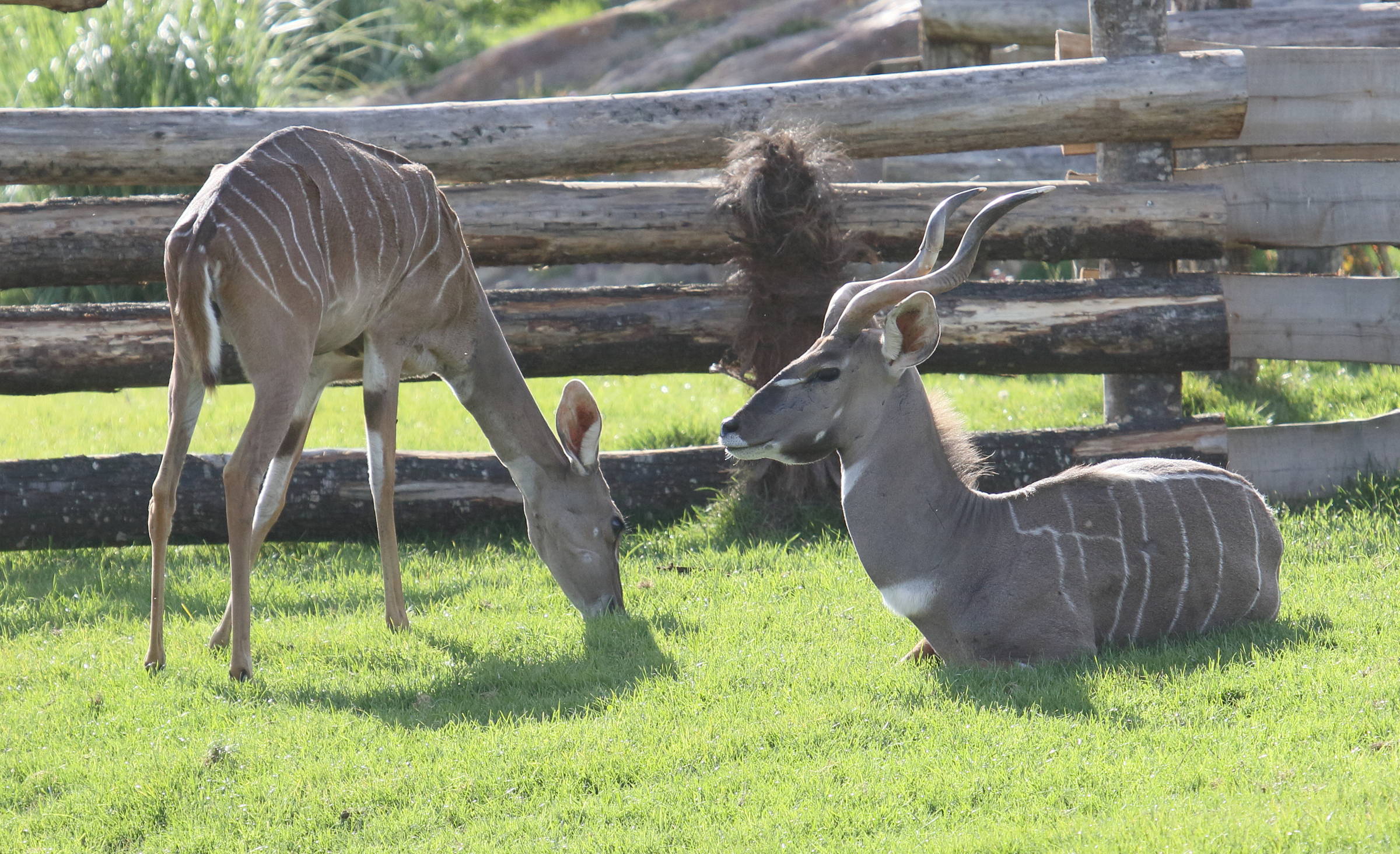 tragelaphus_imberbis4bd