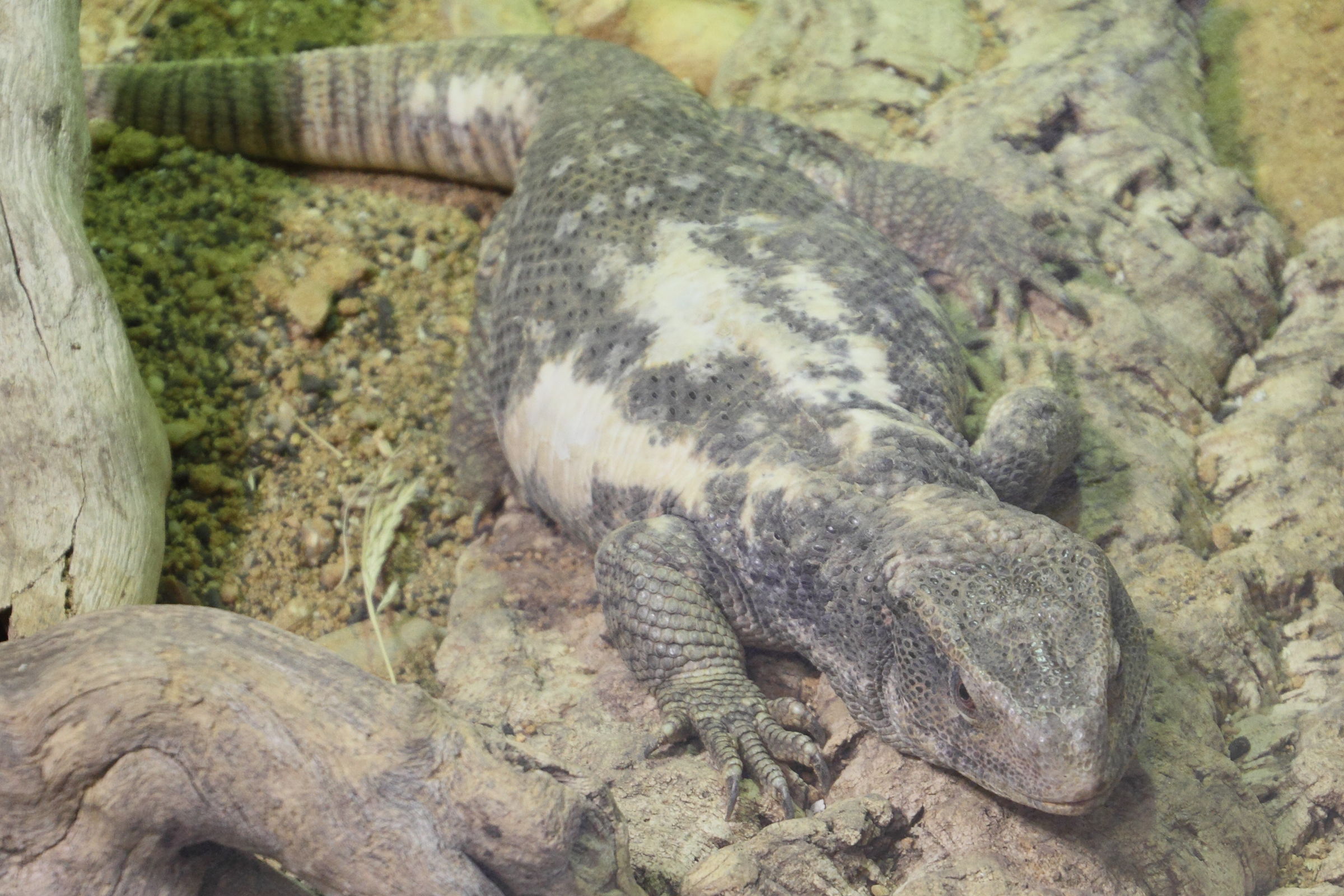 varanus_exanthematicus2md