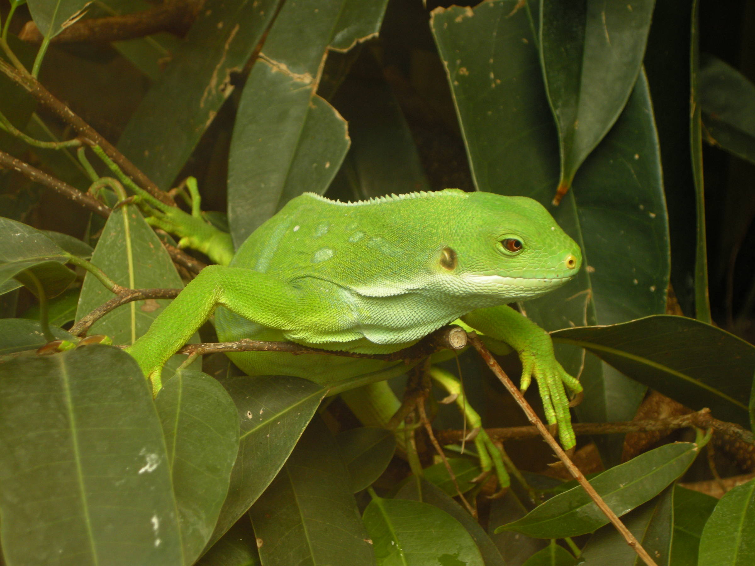 brachylophus_bulabula1md