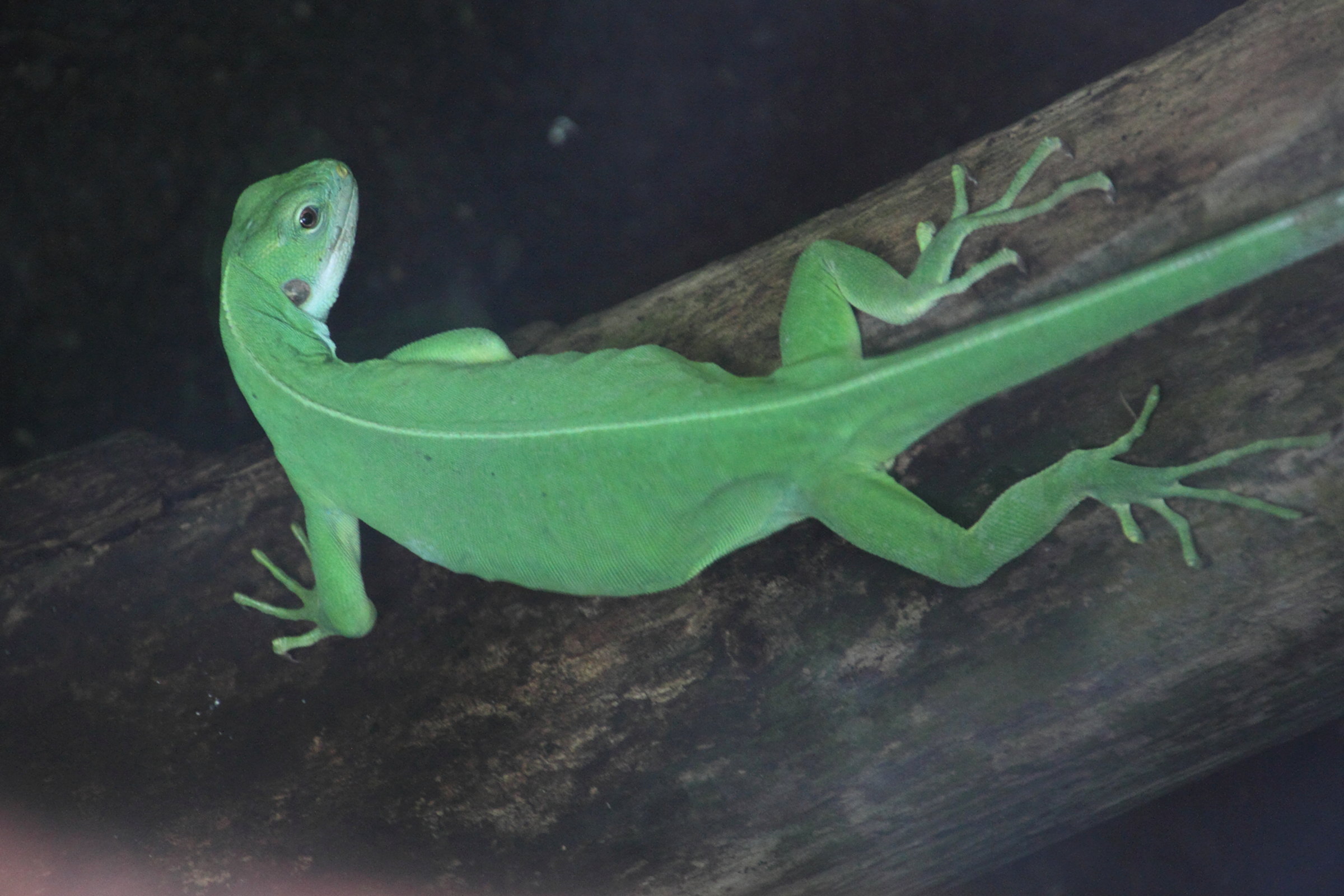 brachylophus_bulabula2md