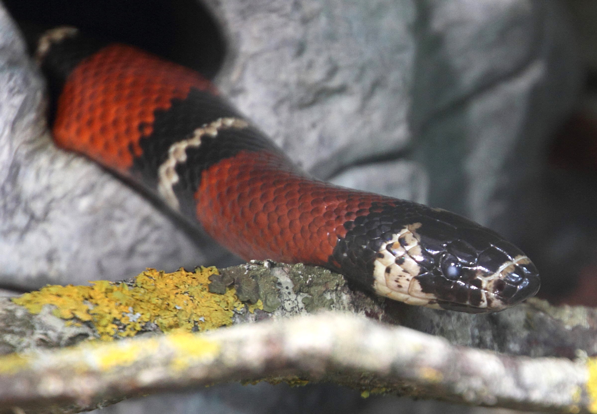 Afficher le média lampropeltis_ruthveni1md lampropeltis_ruthveni1md