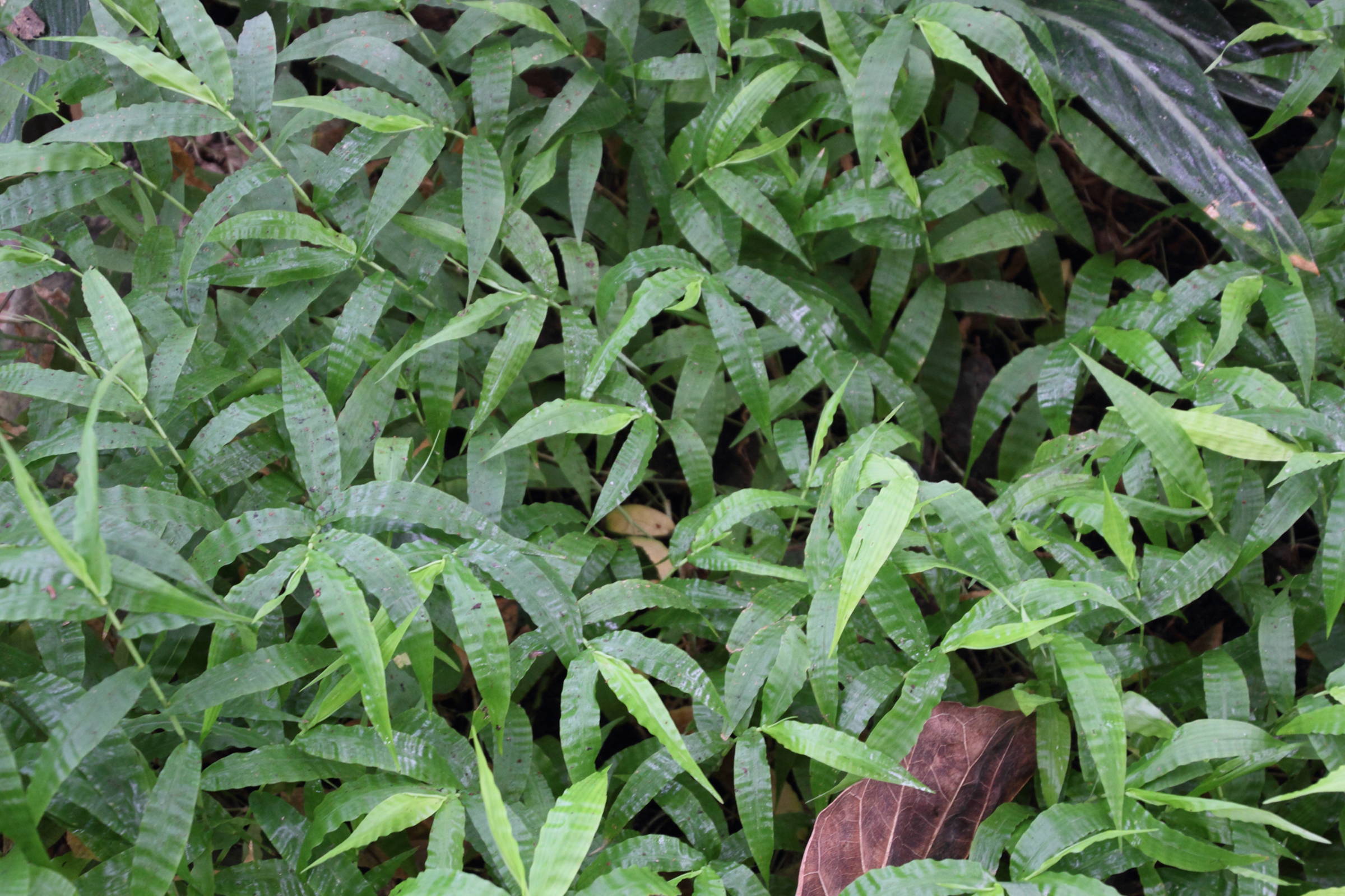 Afficher le média oplismenus_undulatifolius1md oplismenus_undulatifolius1md