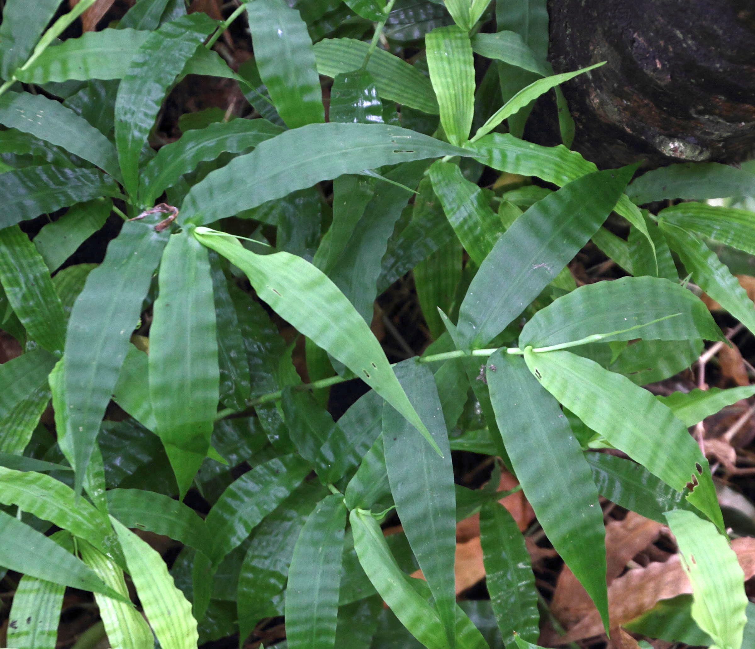 Afficher le média oplismenus_undulatifolius2md oplismenus_undulatifolius2md