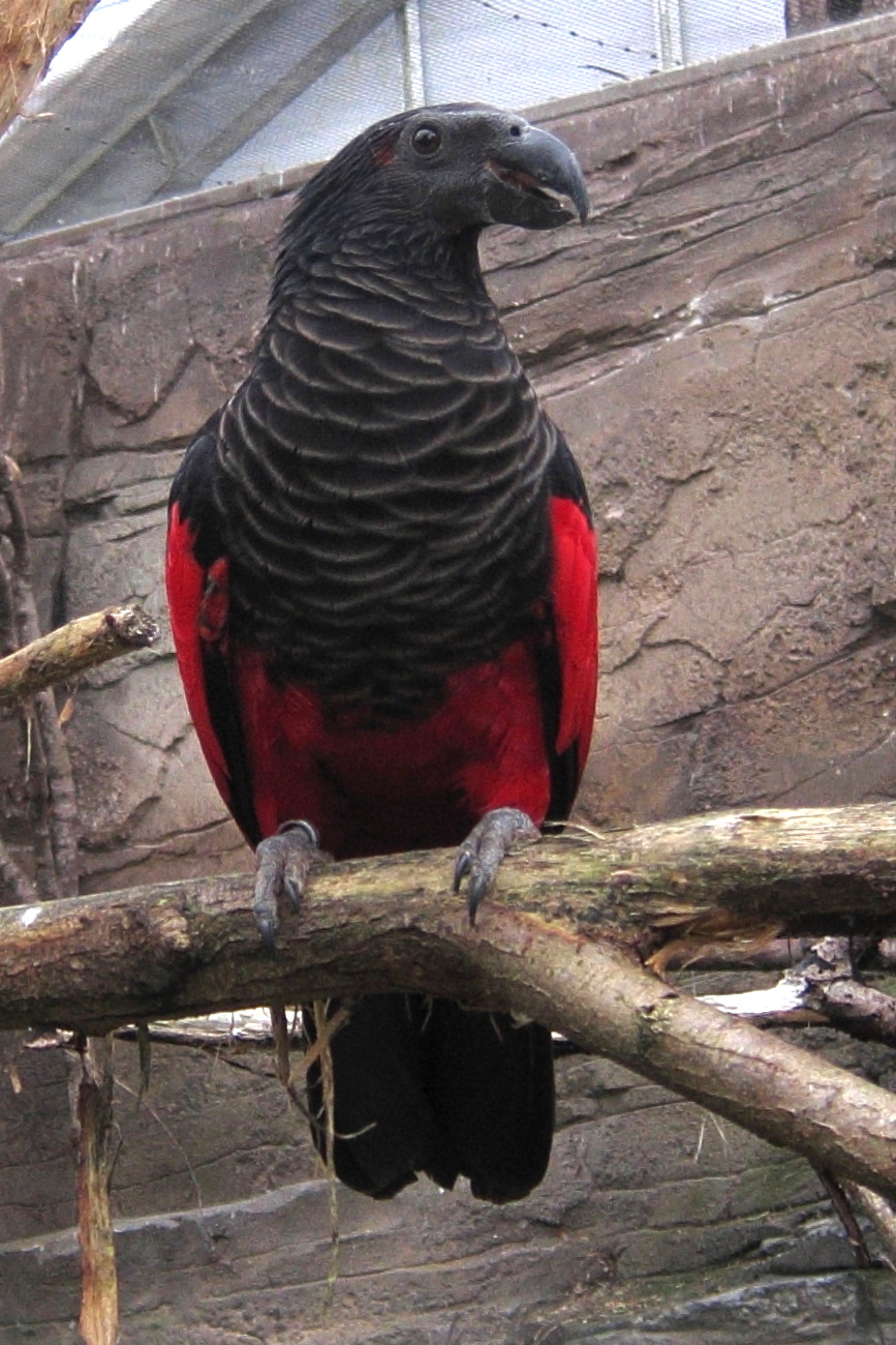 psittrichas_de_pesquet_-_psittrichas_pulgidus1bd