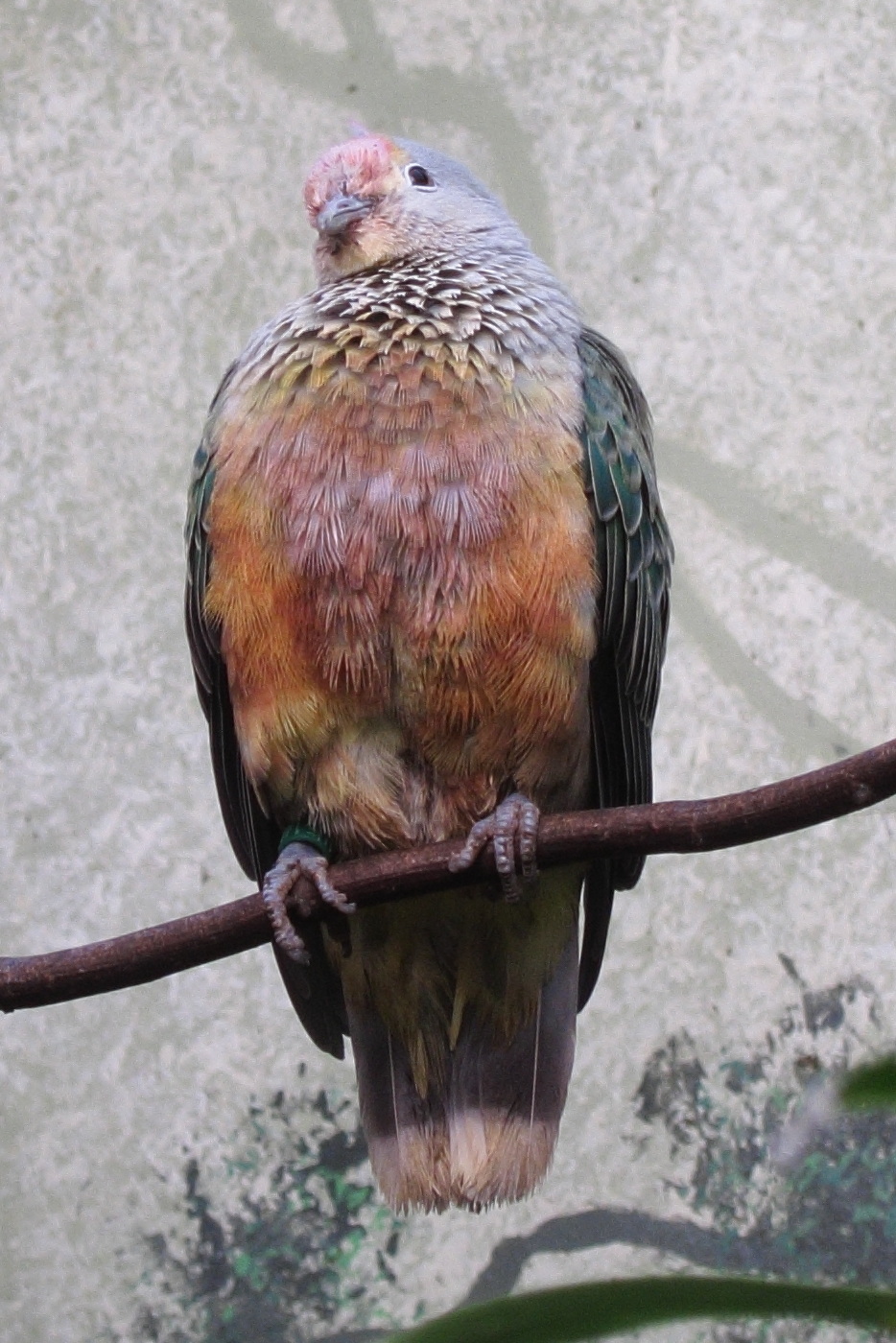 ptilinopus_regina1bd