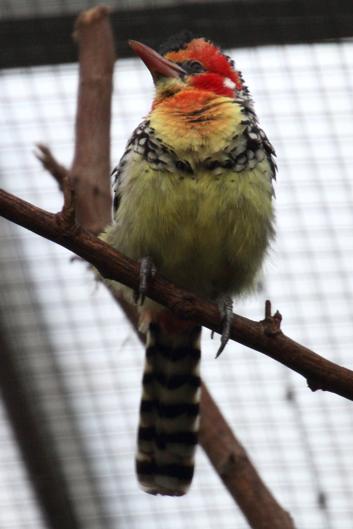 trachyphonus_erythrocephalus1md