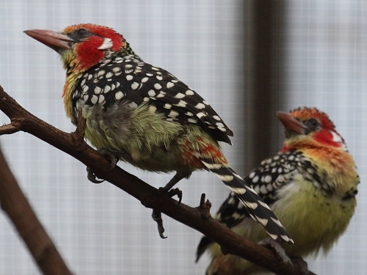 trachyphonus_erythrocephalus2bd