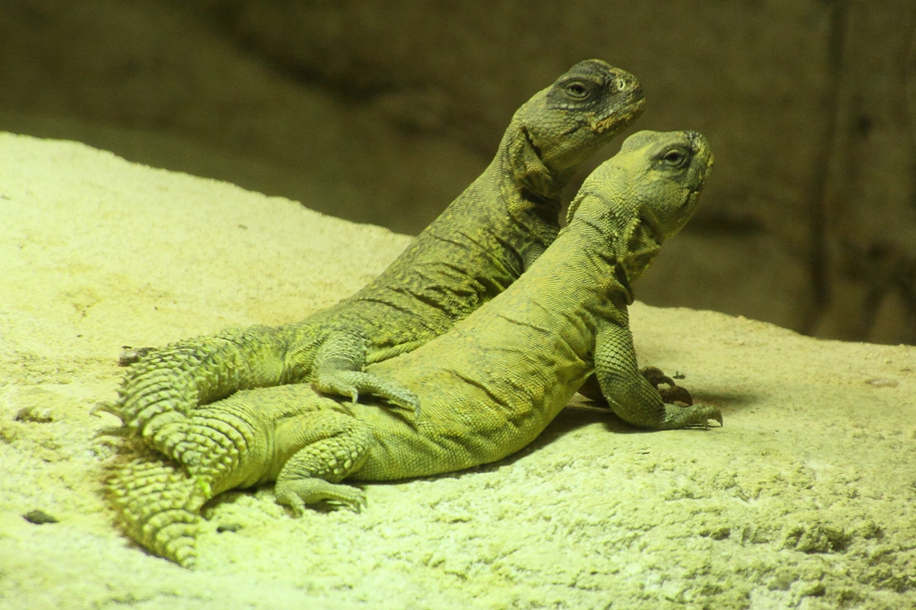 Afficher le média uromastyx_nigriventris1md uromastyx_nigriventris1md