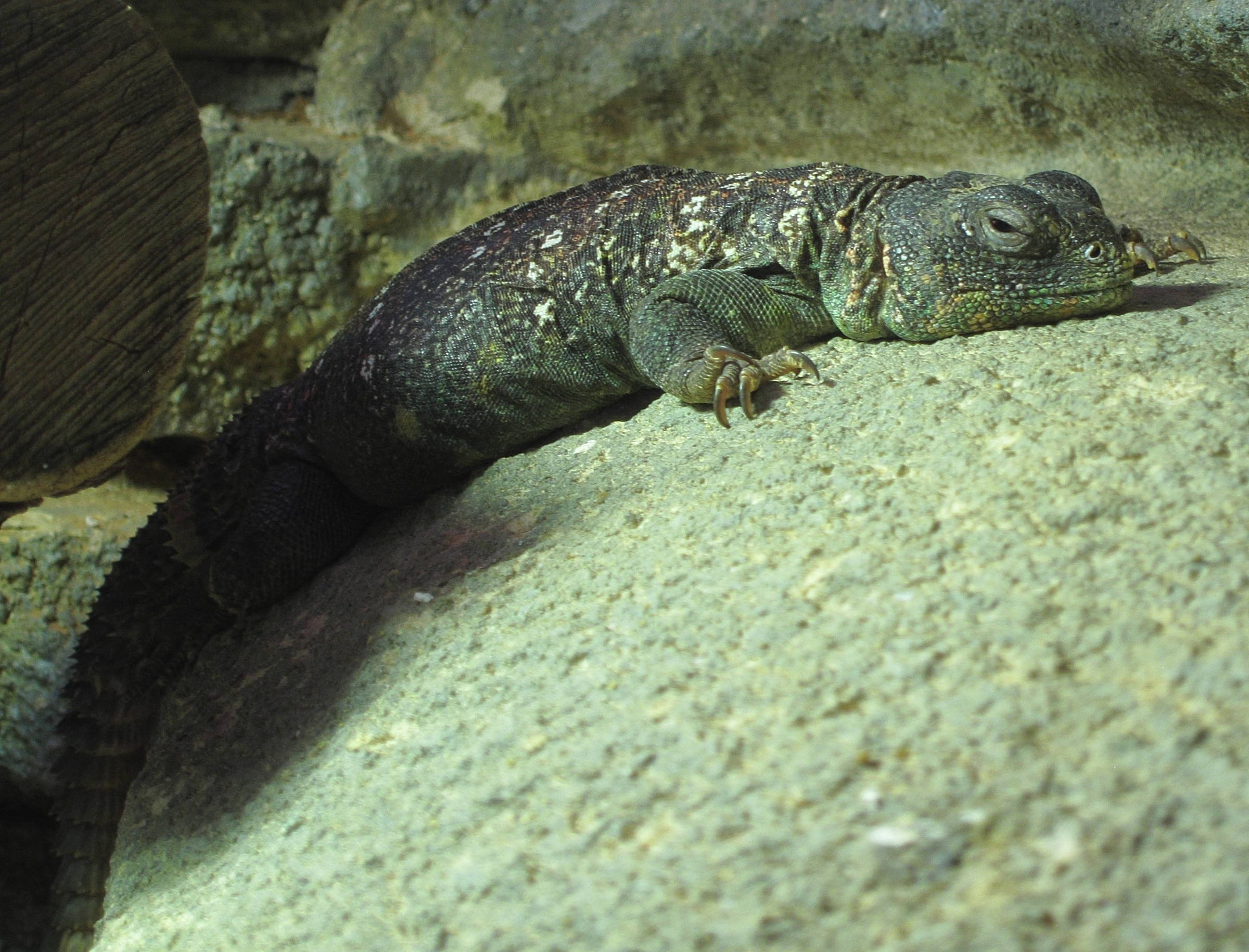 uromastyx_ocellata1bd