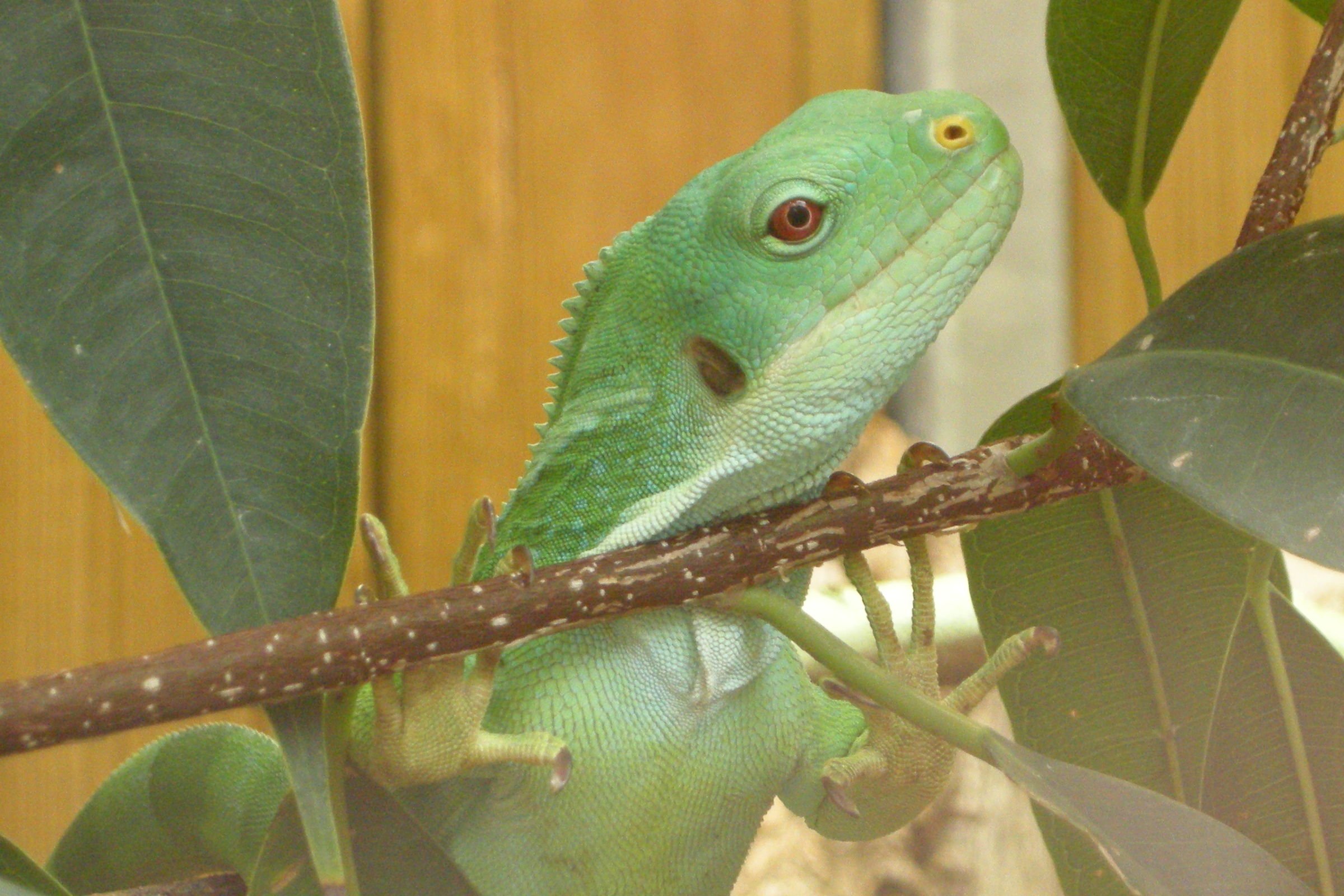 brachylophus_bulabula3md