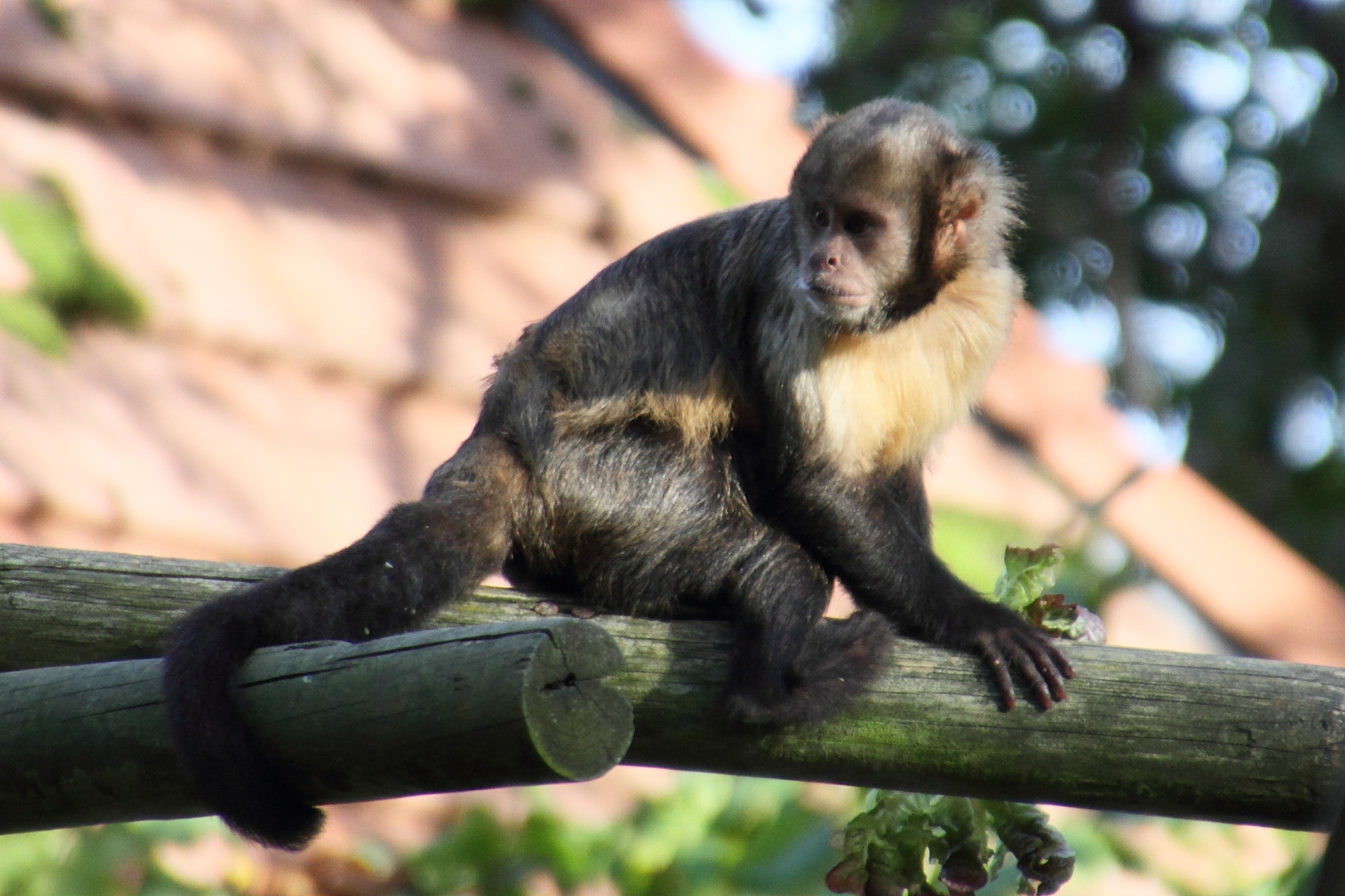 cebus_xanthosternos1md