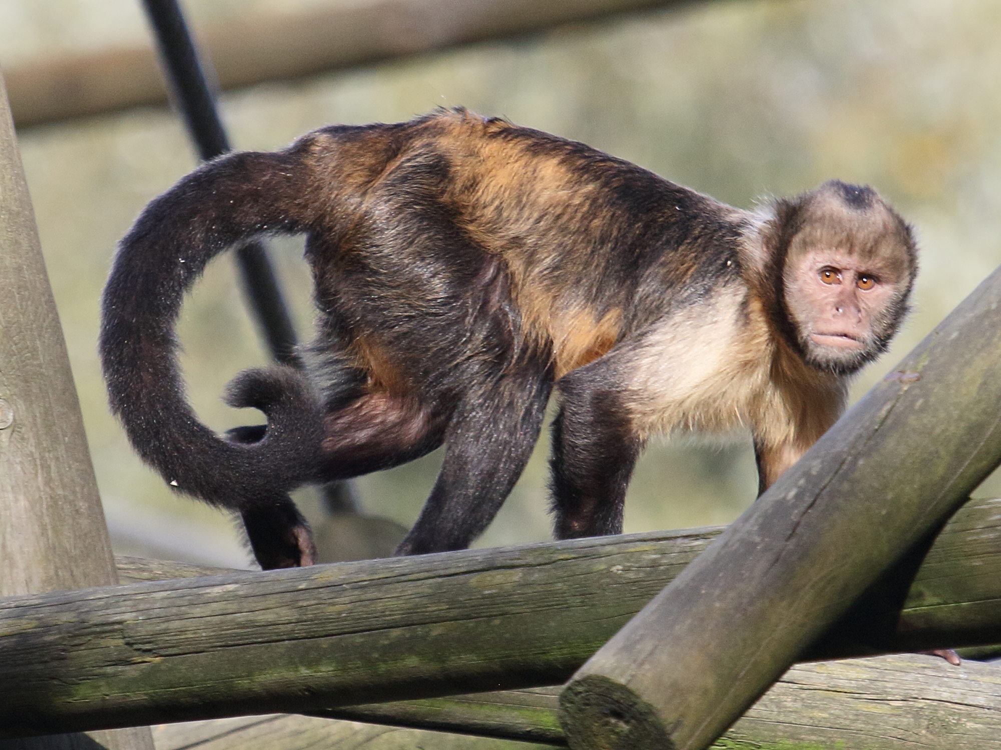 cebus_xanthosternos2bd