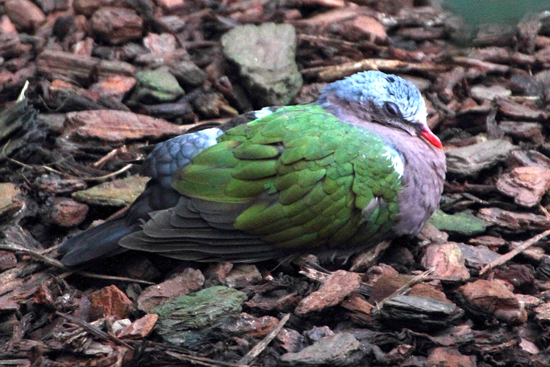 colombine_turvert_-_chalcophaps_indica1md