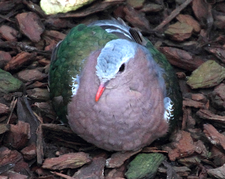 colombine_turvert_-_chalcophaps_indica2md