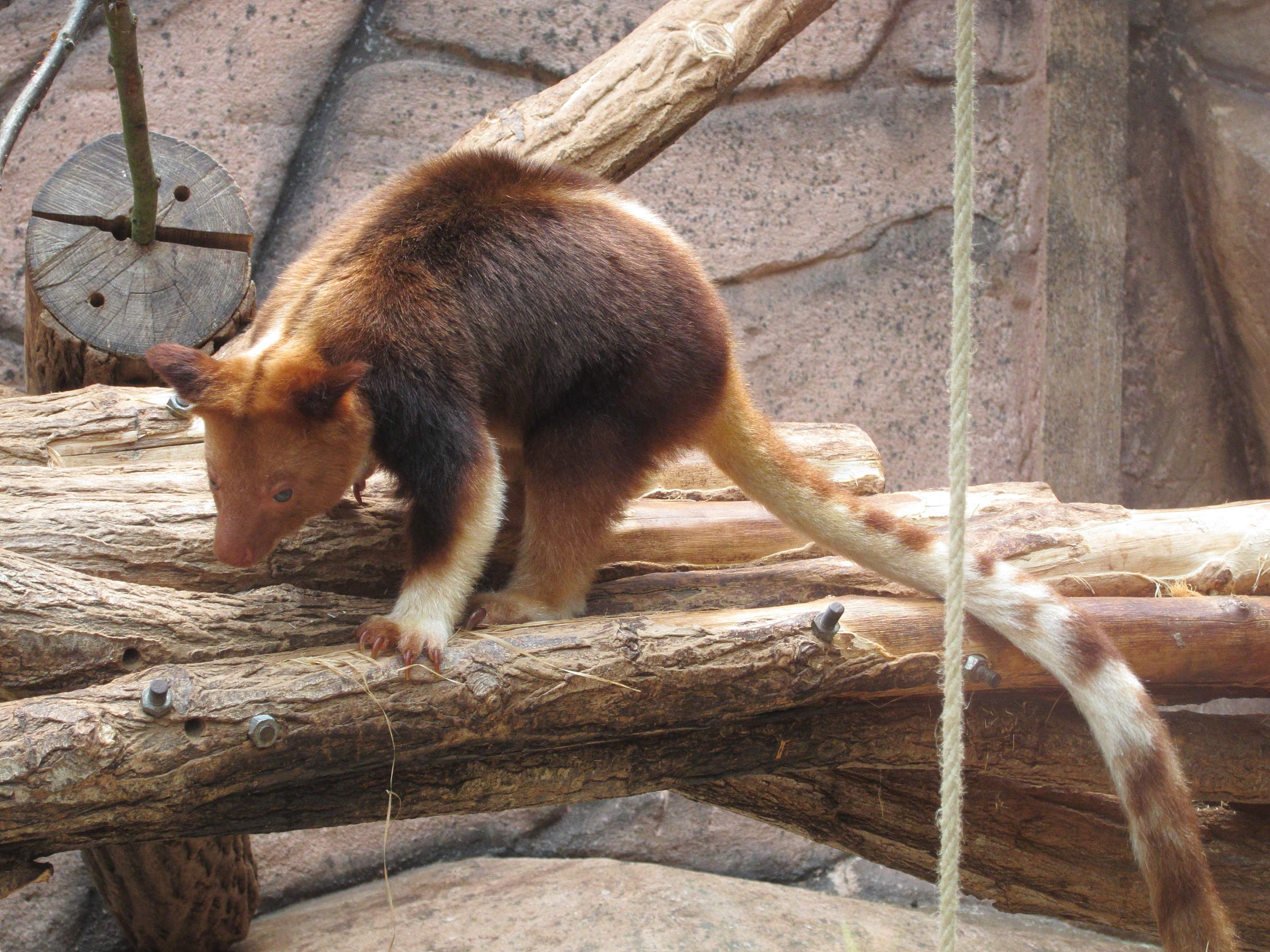 dendrolagus_goodfellowi6bd