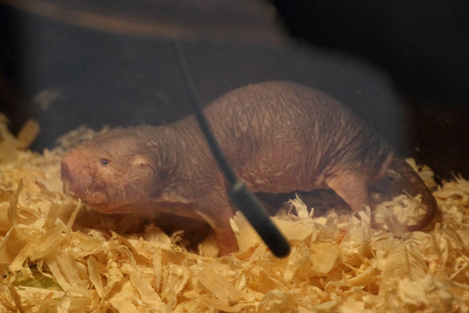 Afficher le média heterocephalus_glaber1md heterocephalus_glaber1md