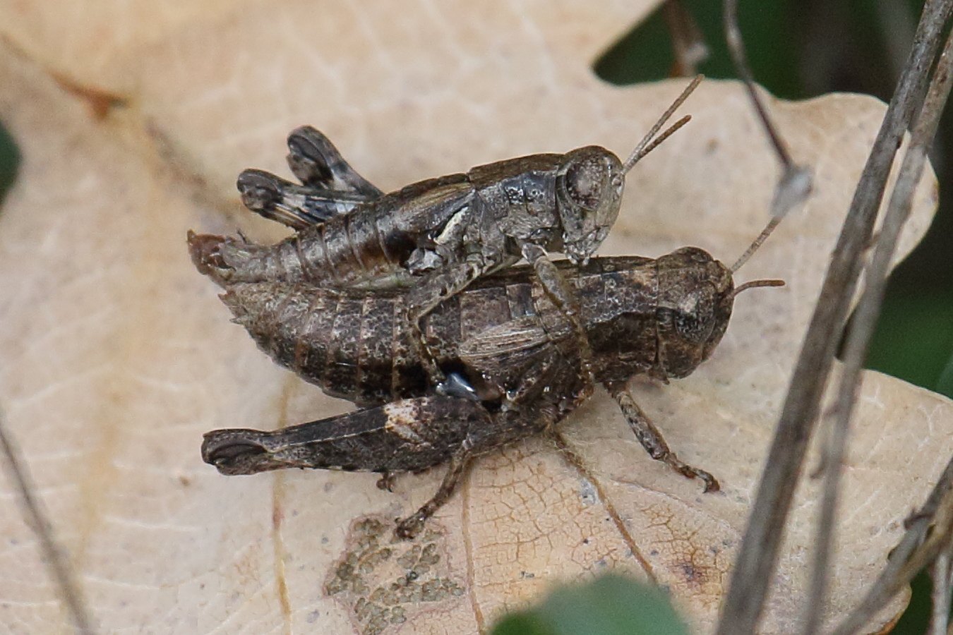 pezotettix_giornai5bd