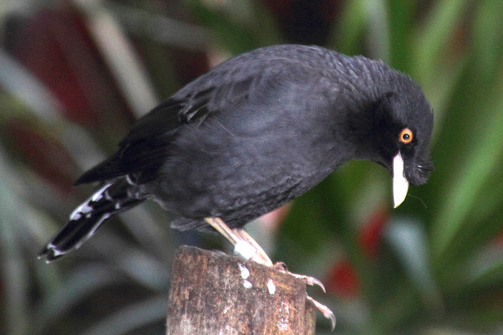 acridotheres_fuscus1md